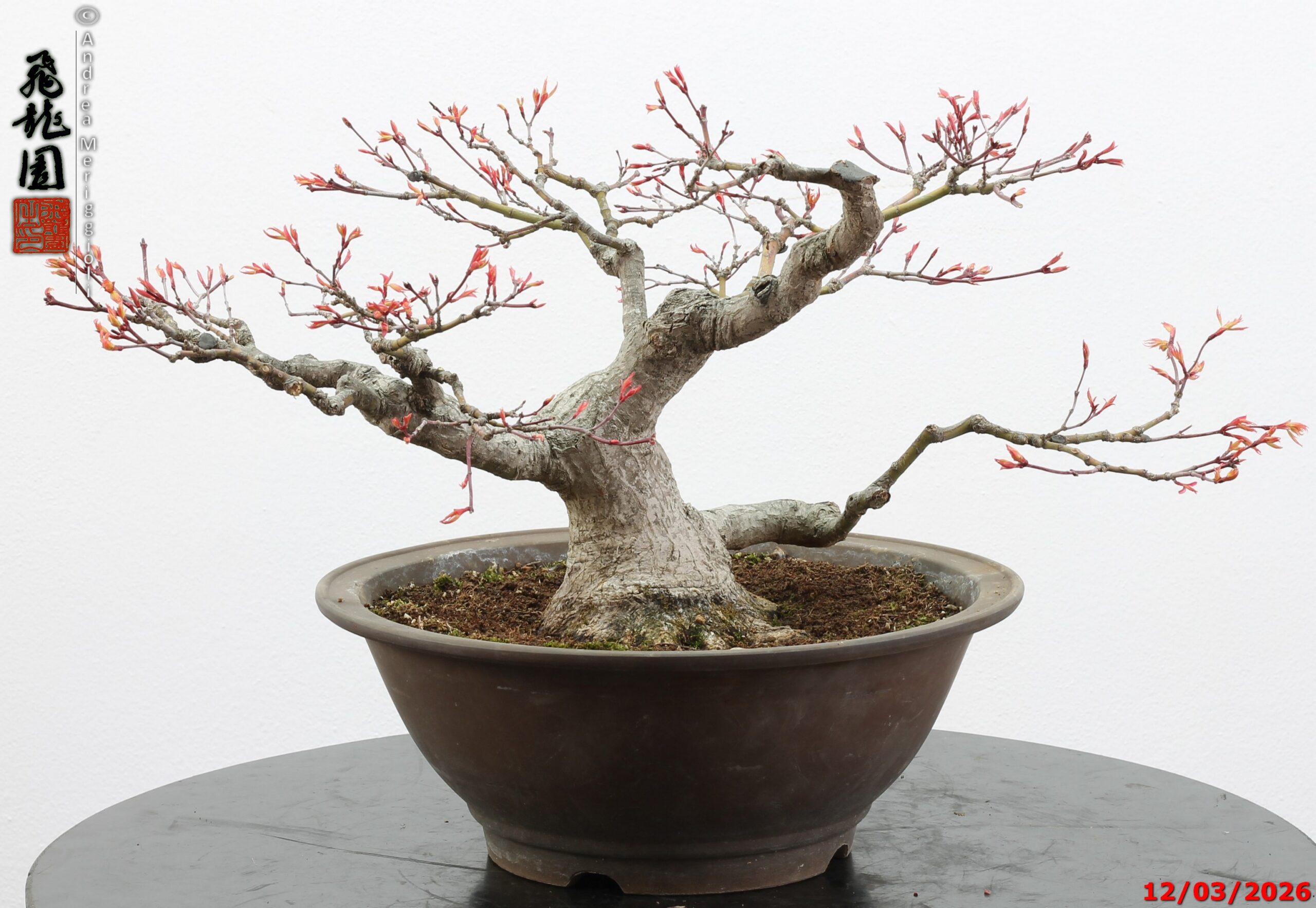 Acer palmatum - immagine 10