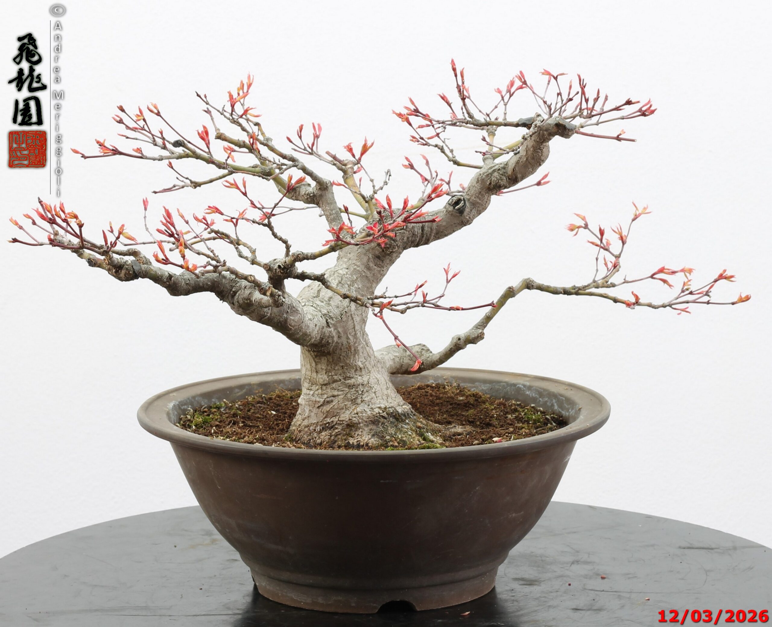 Acer palmatum - immagine 9