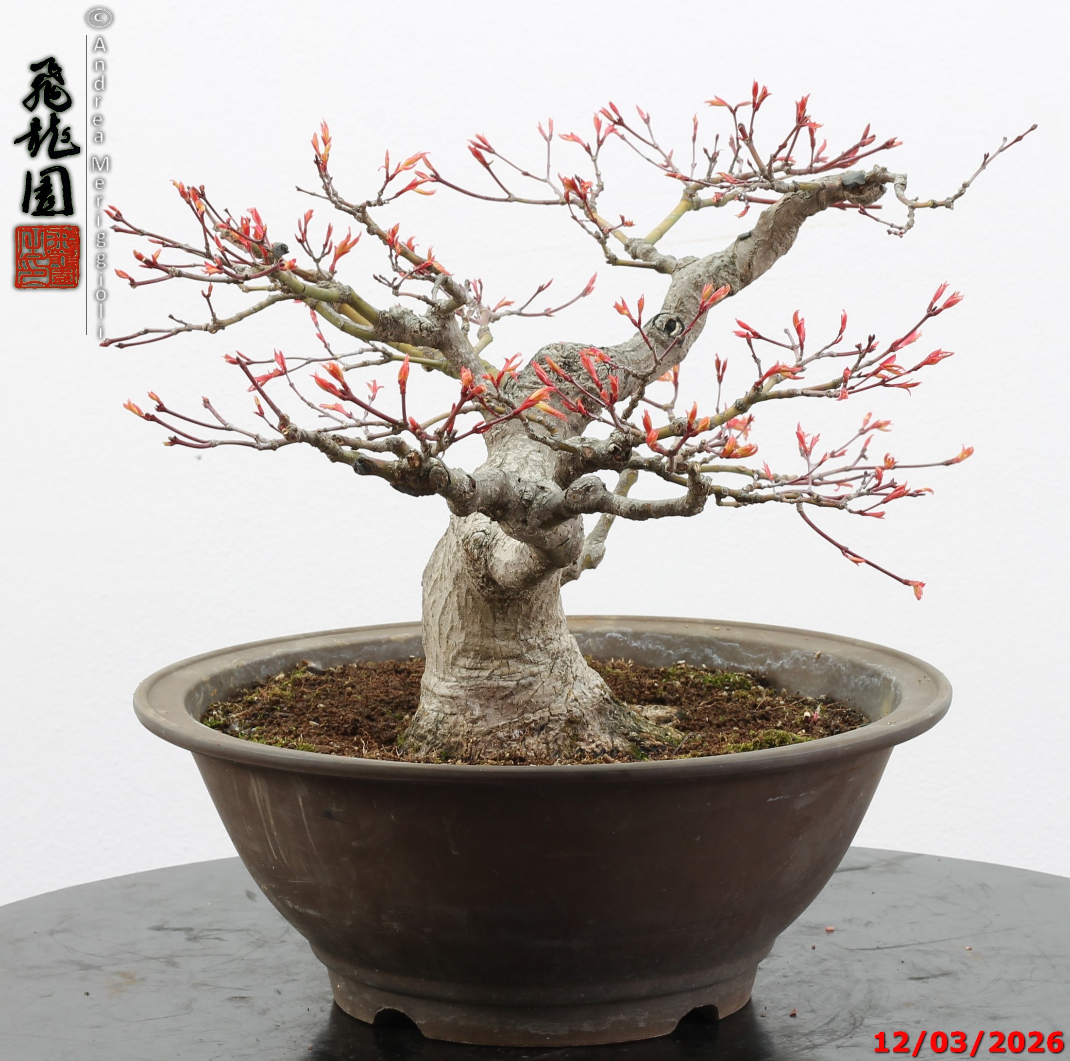 Acer palmatum - immagine 8