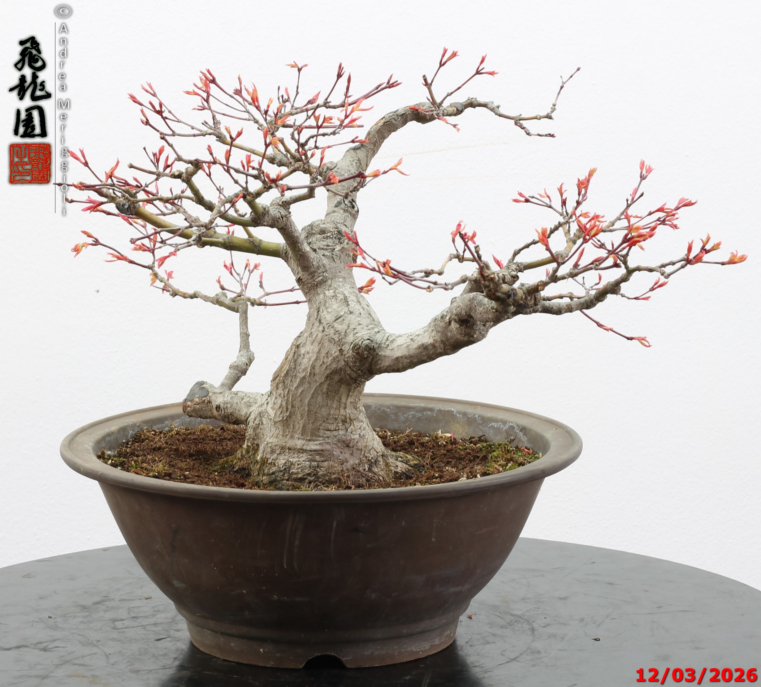 Acer palmatum - immagine 7
