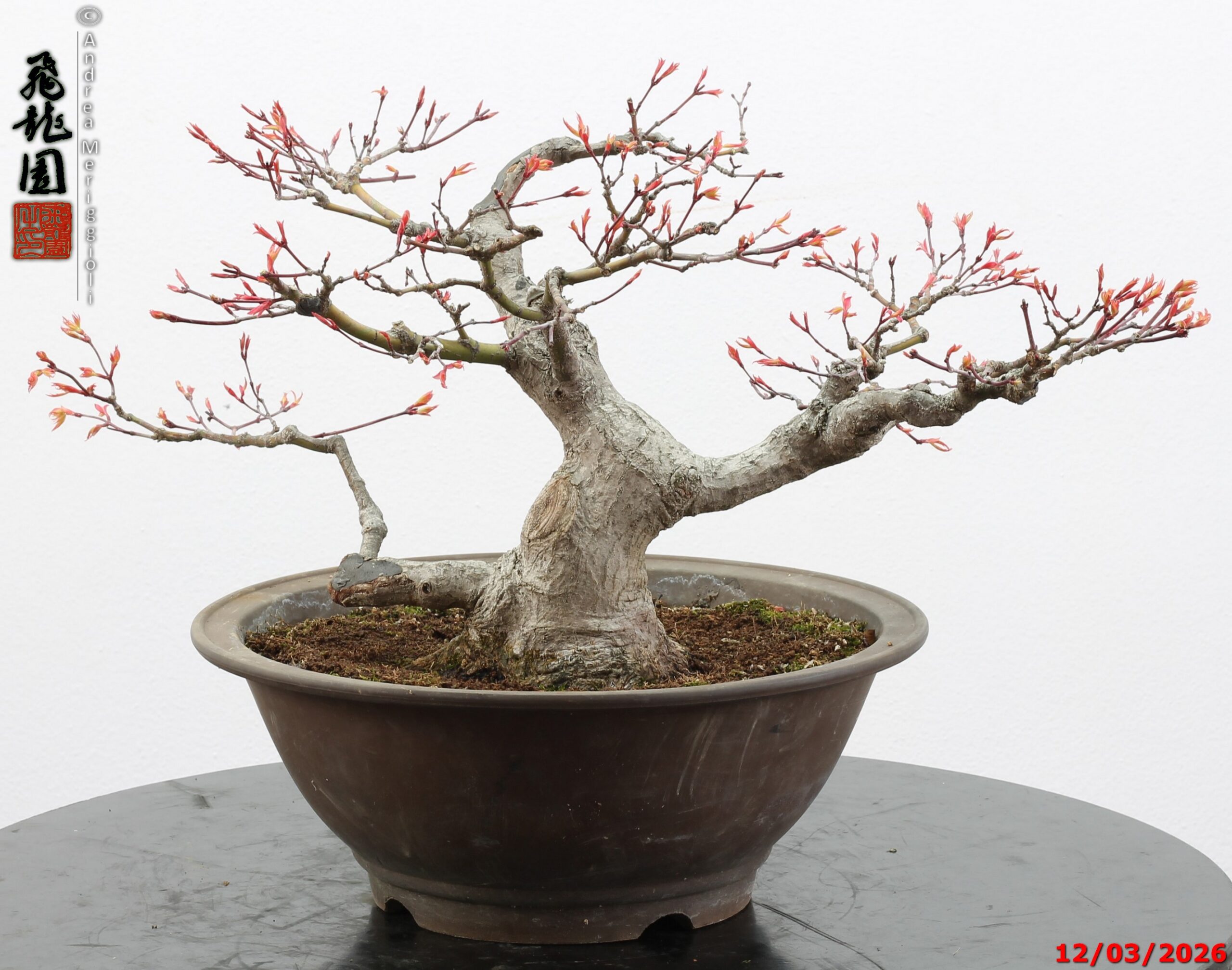 Acer palmatum - immagine 6