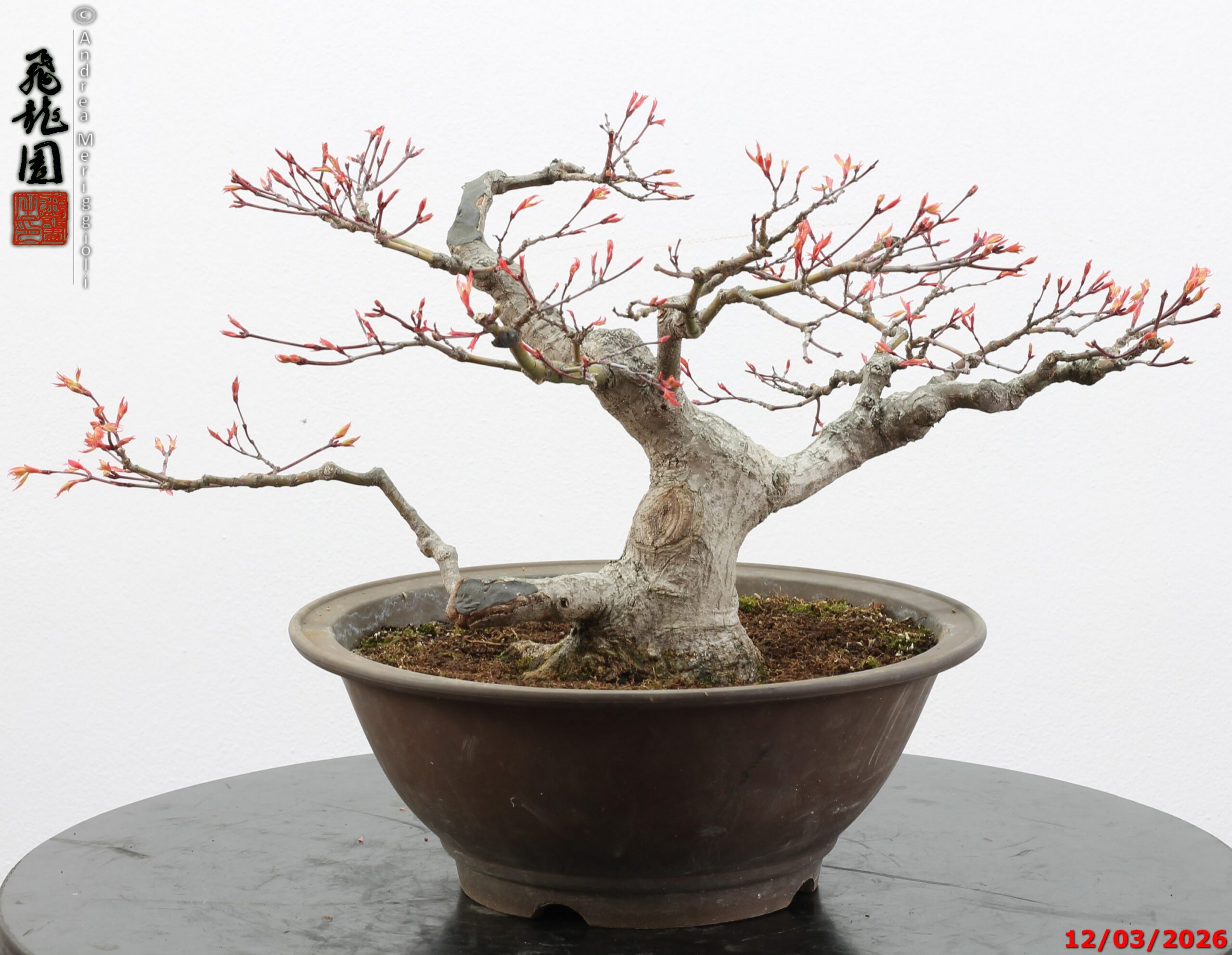 Acer palmatum - immagine 5