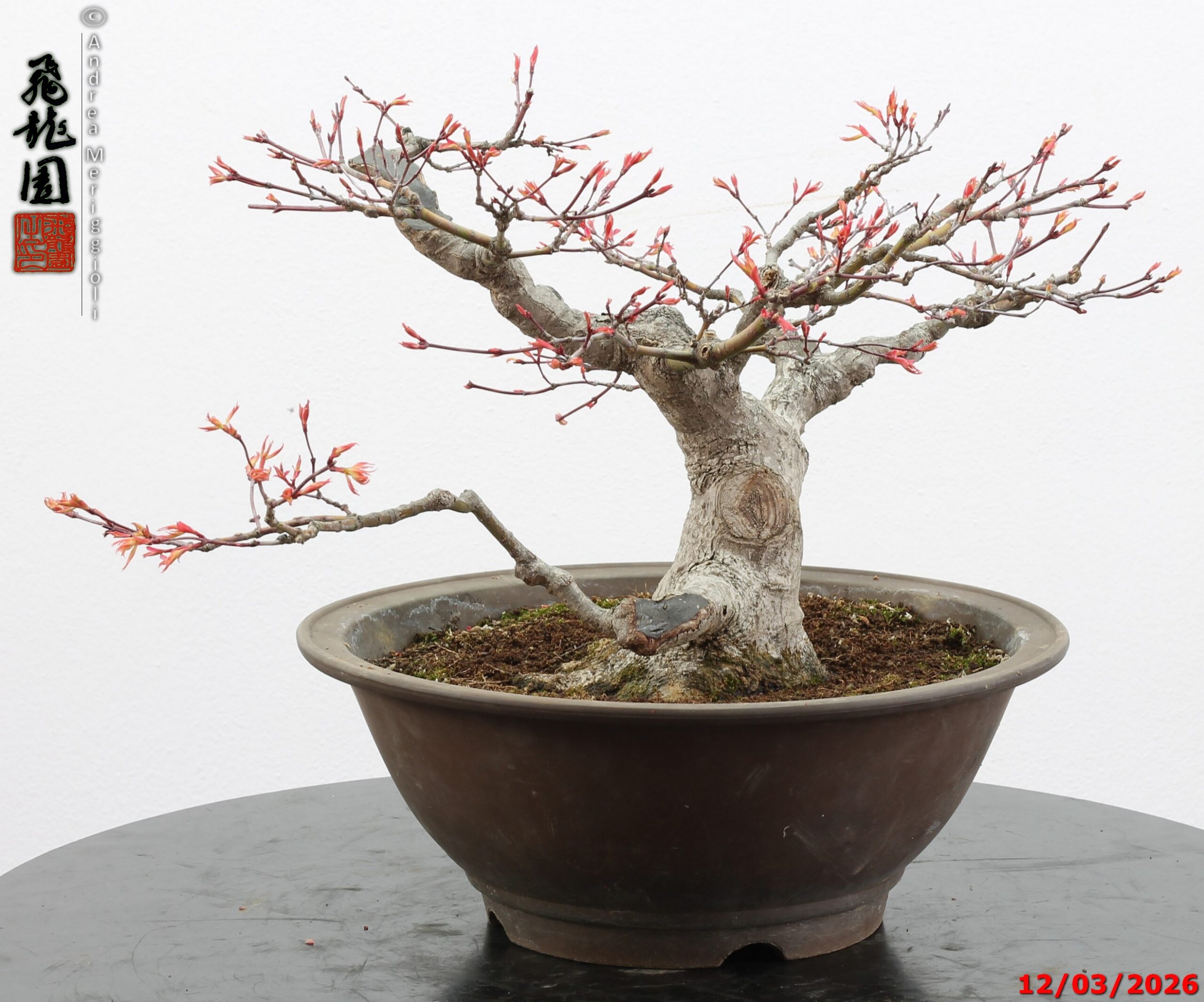 Acer palmatum - immagine 4