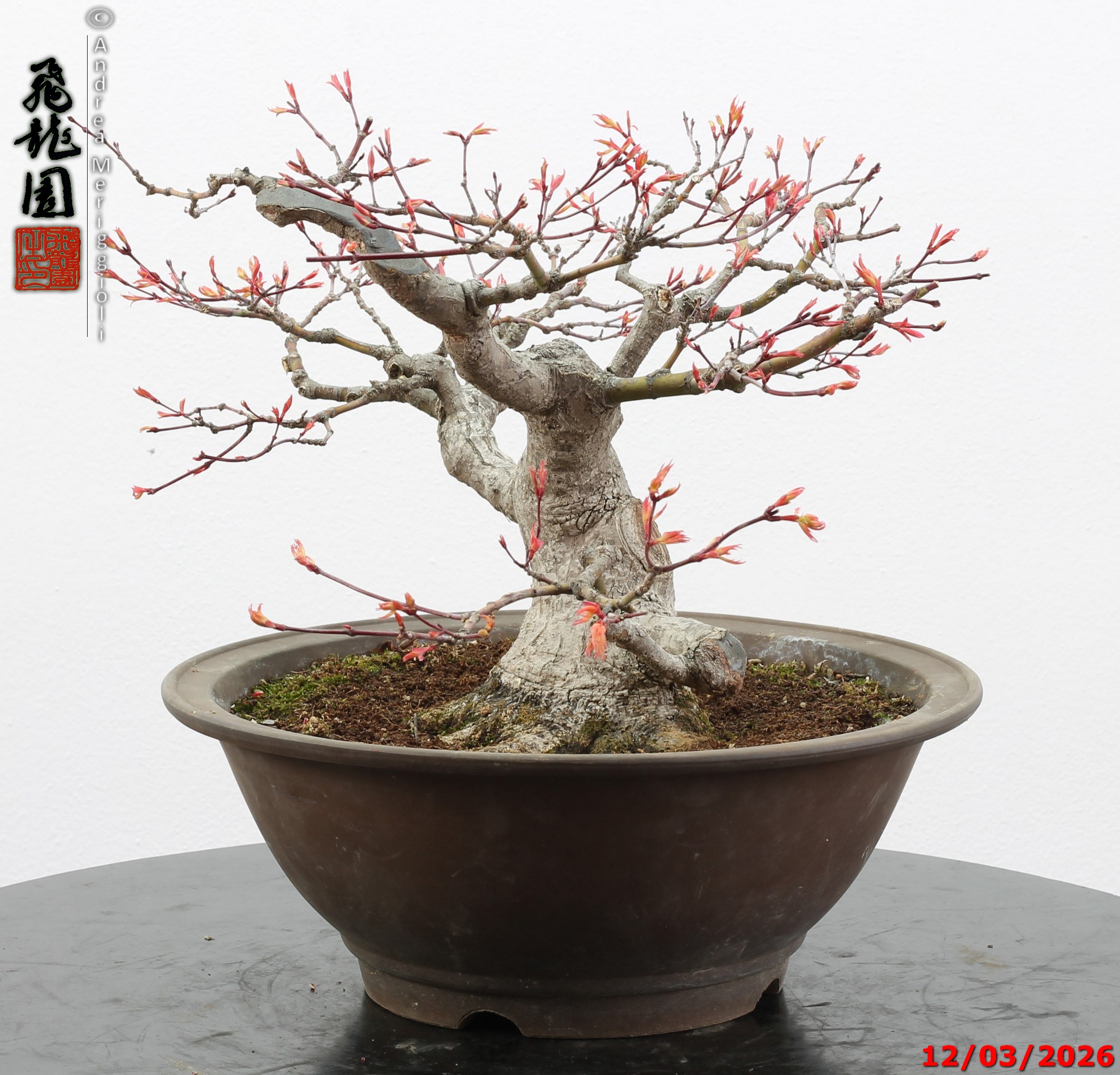 Acer palmatum - immagine 3