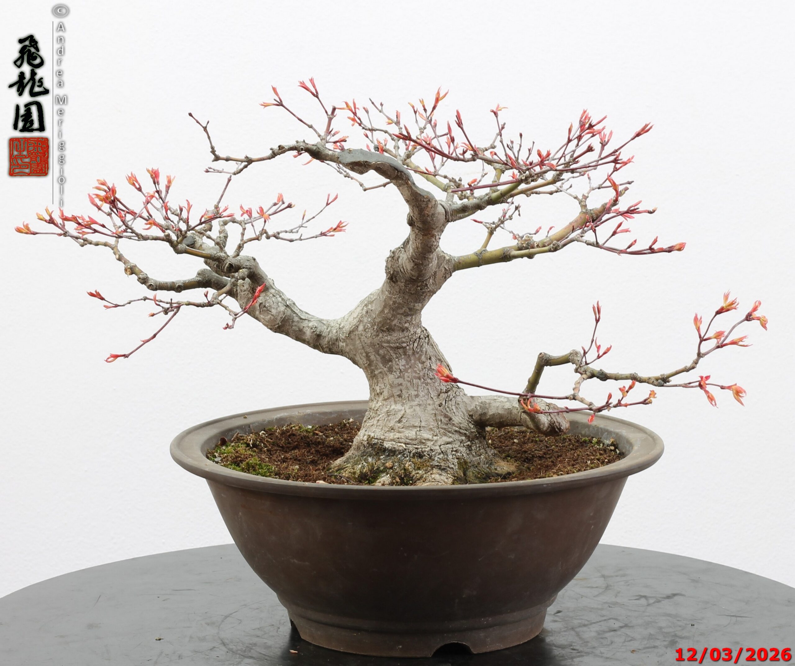 Acer palmatum - immagine 2