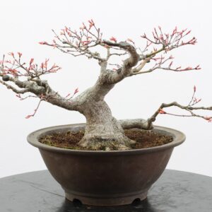 Acer palmatum
