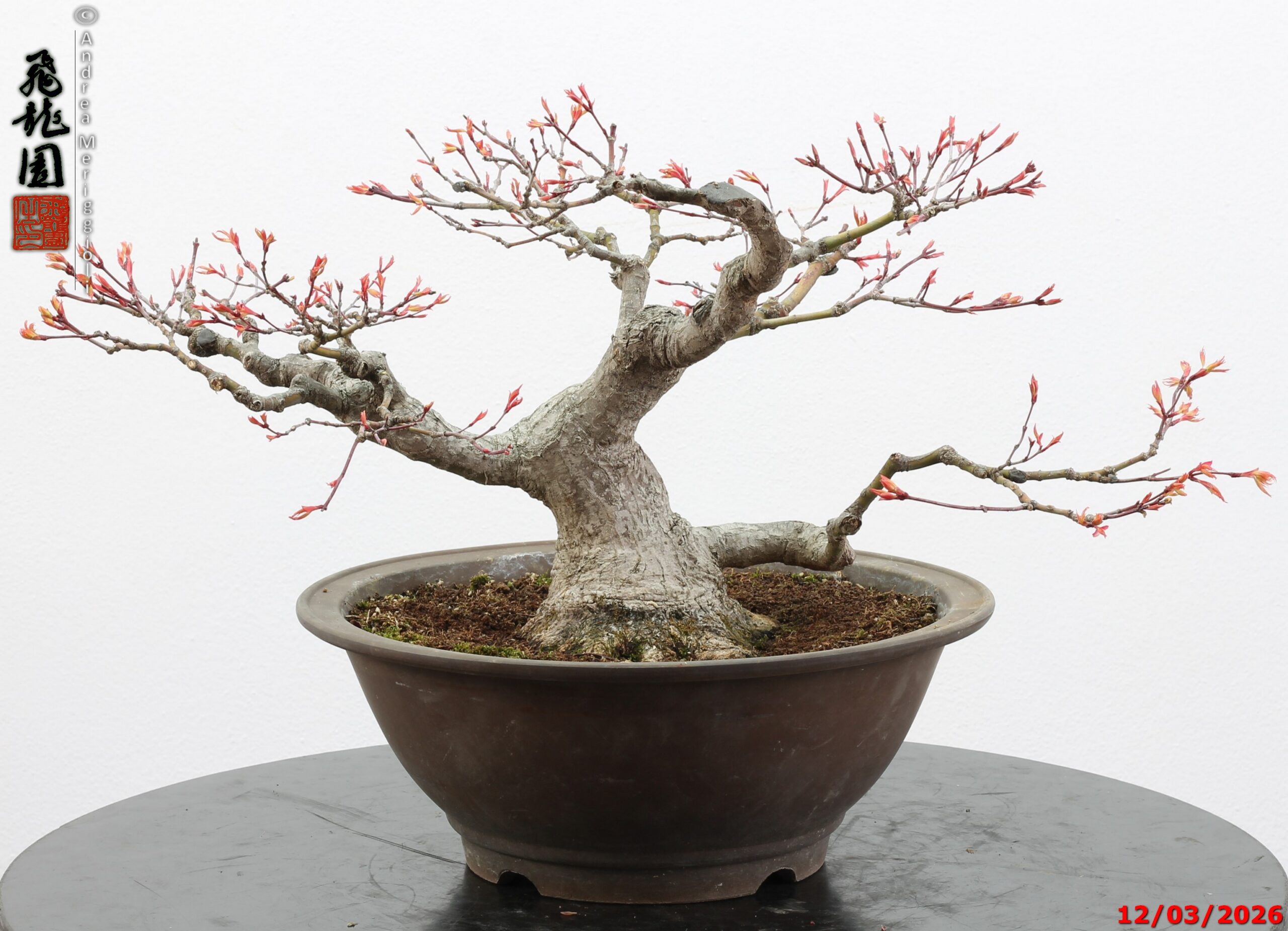 Acer palmatum