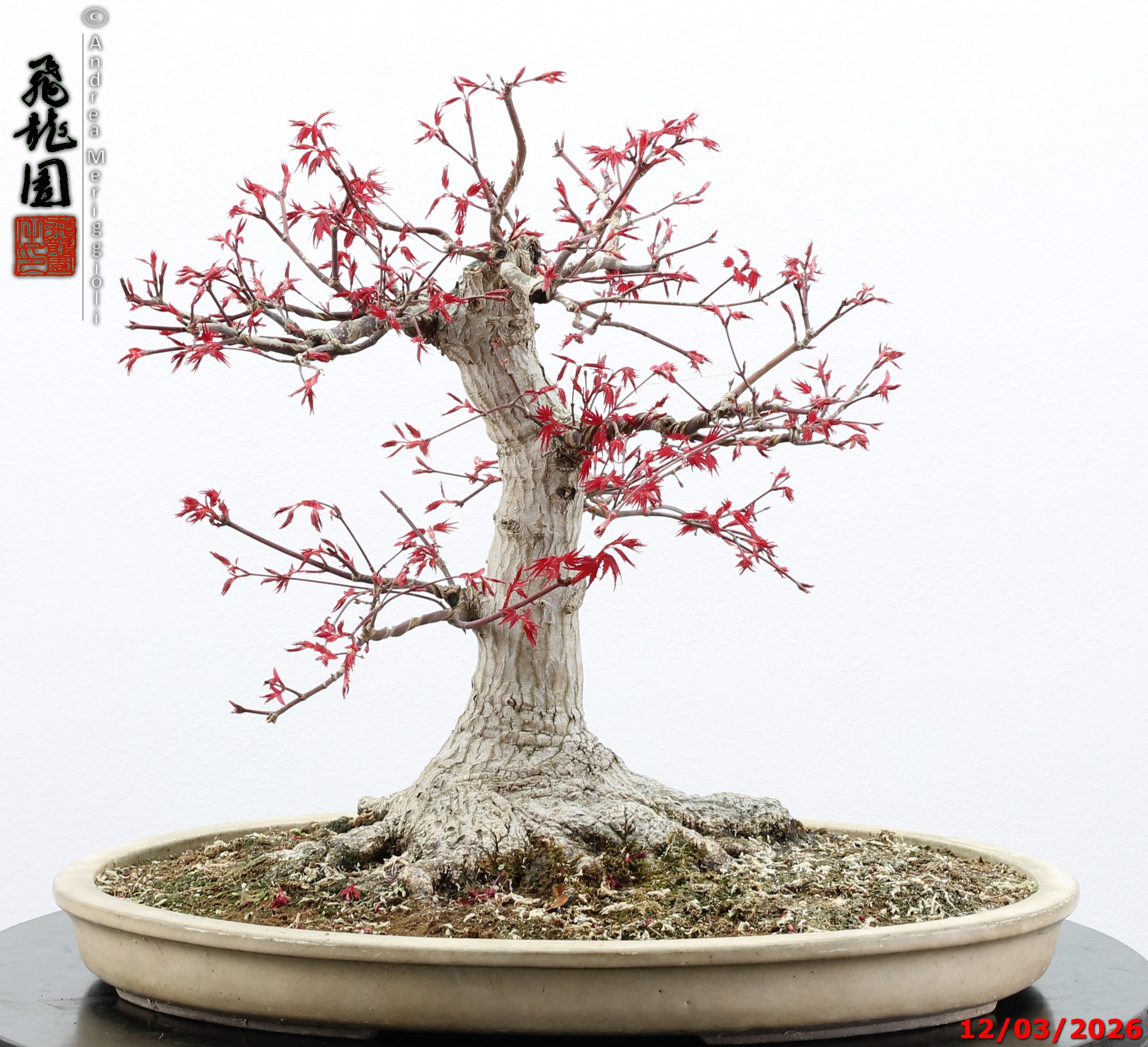 Acer palmatum deshojo - immagine 11