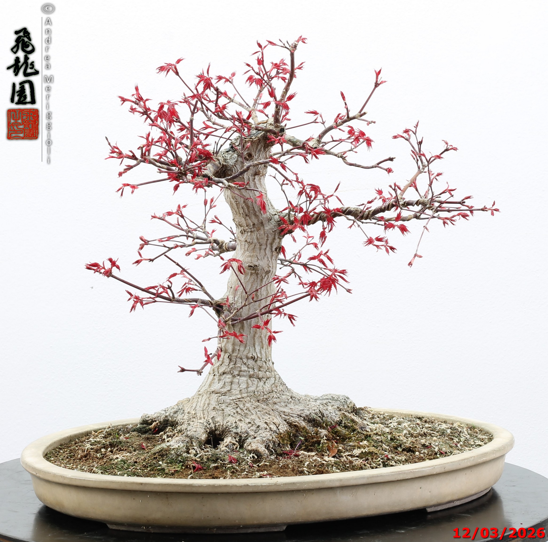 Acer palmatum deshojo - immagine 10