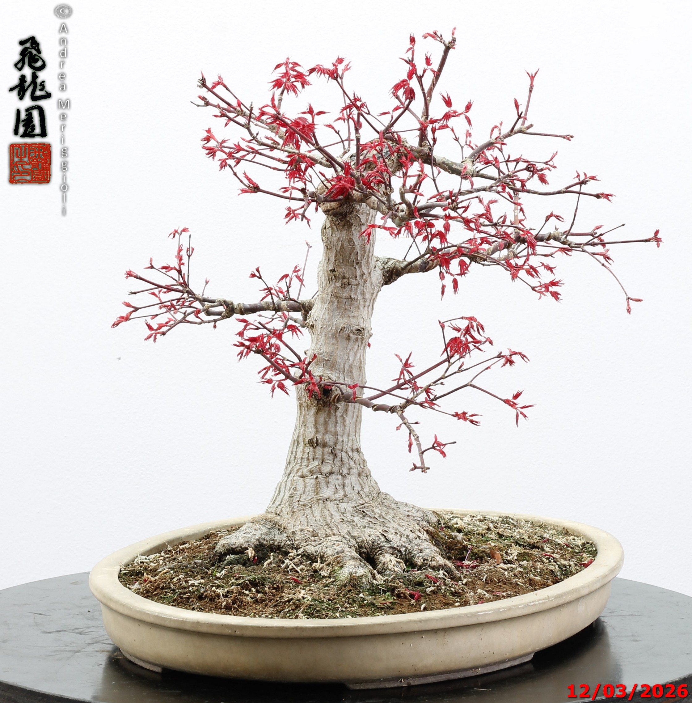 Acer palmatum deshojo - immagine 9