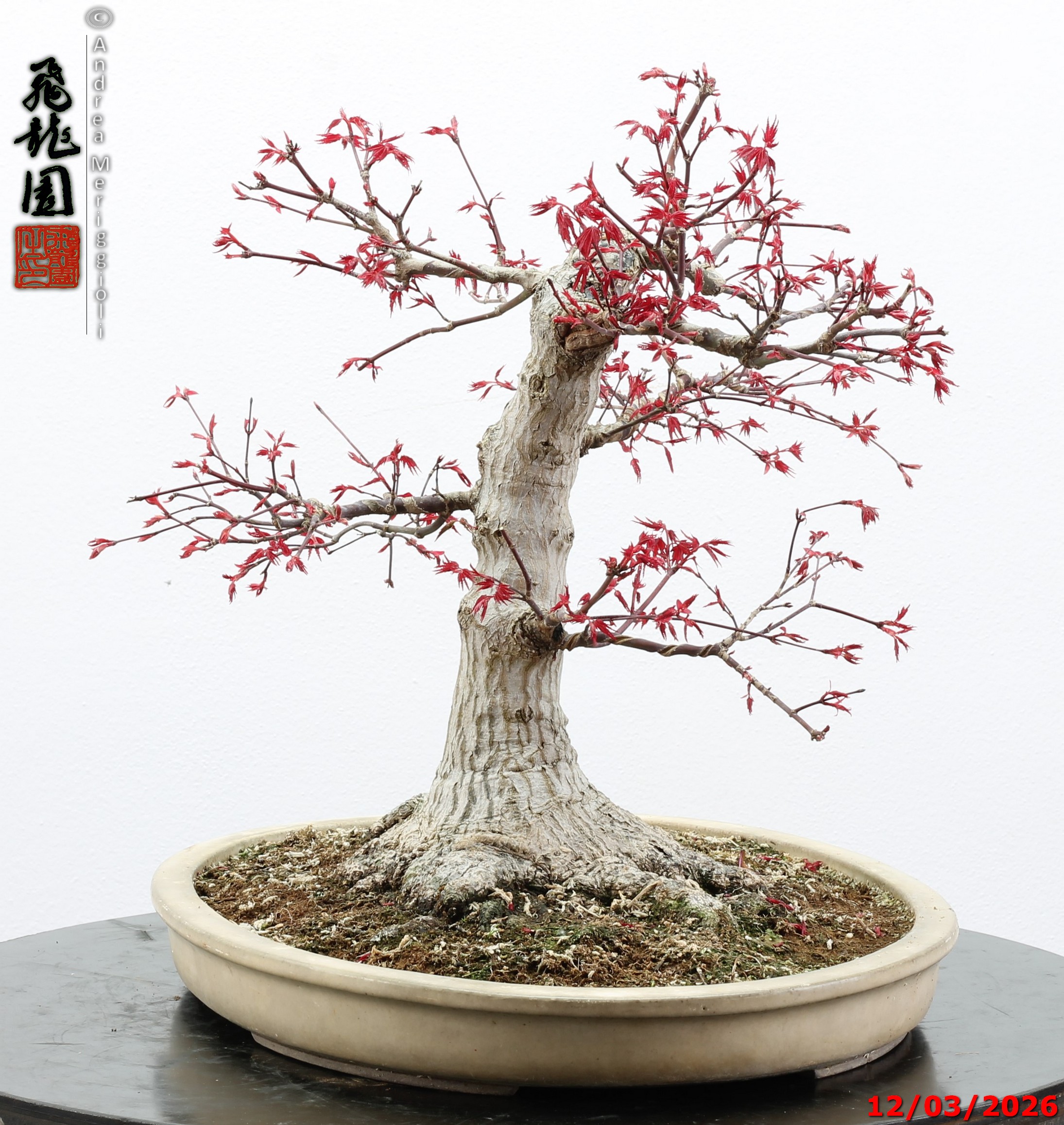 Acer palmatum deshojo - immagine 8