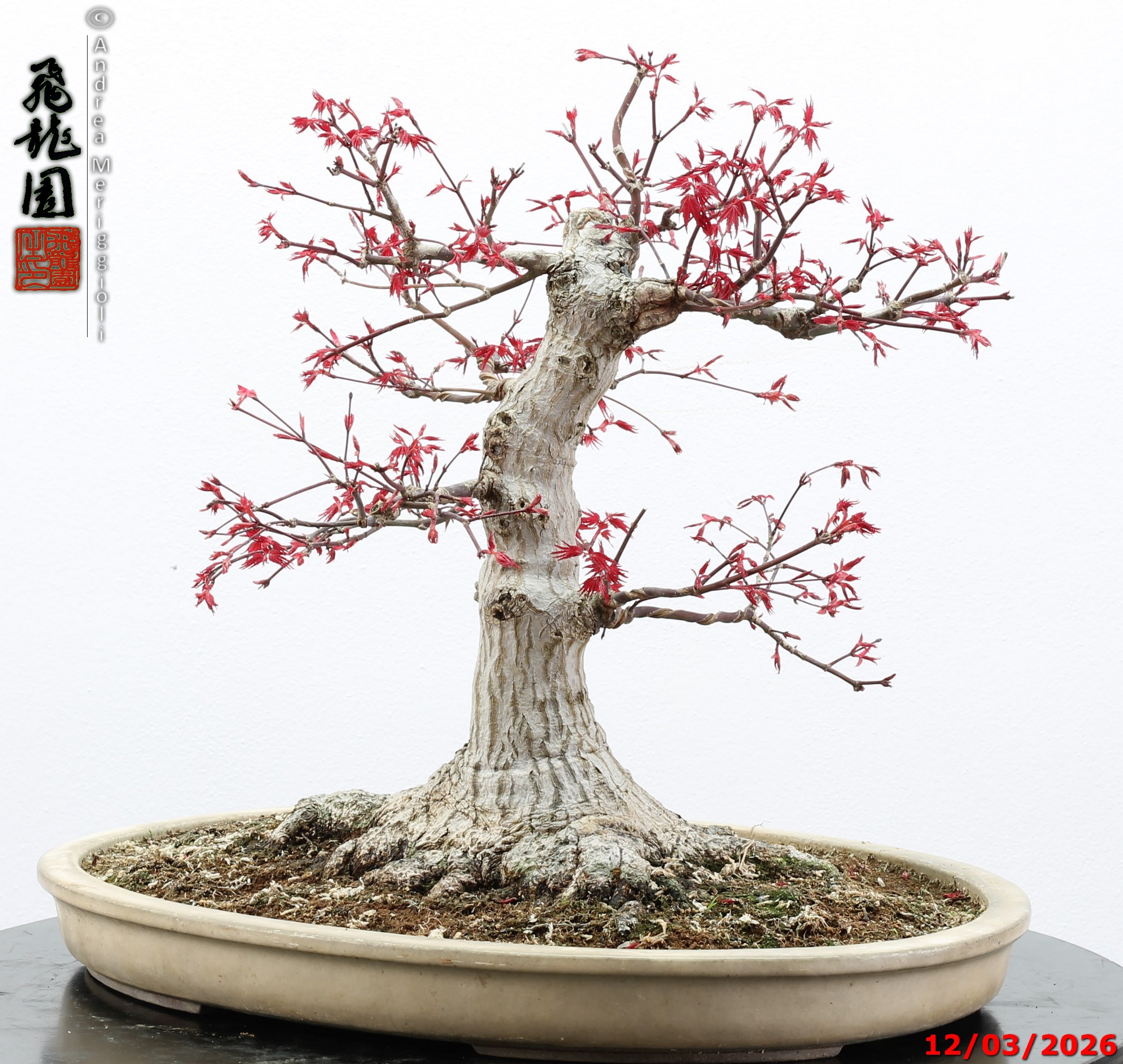 Acer palmatum deshojo - immagine 7