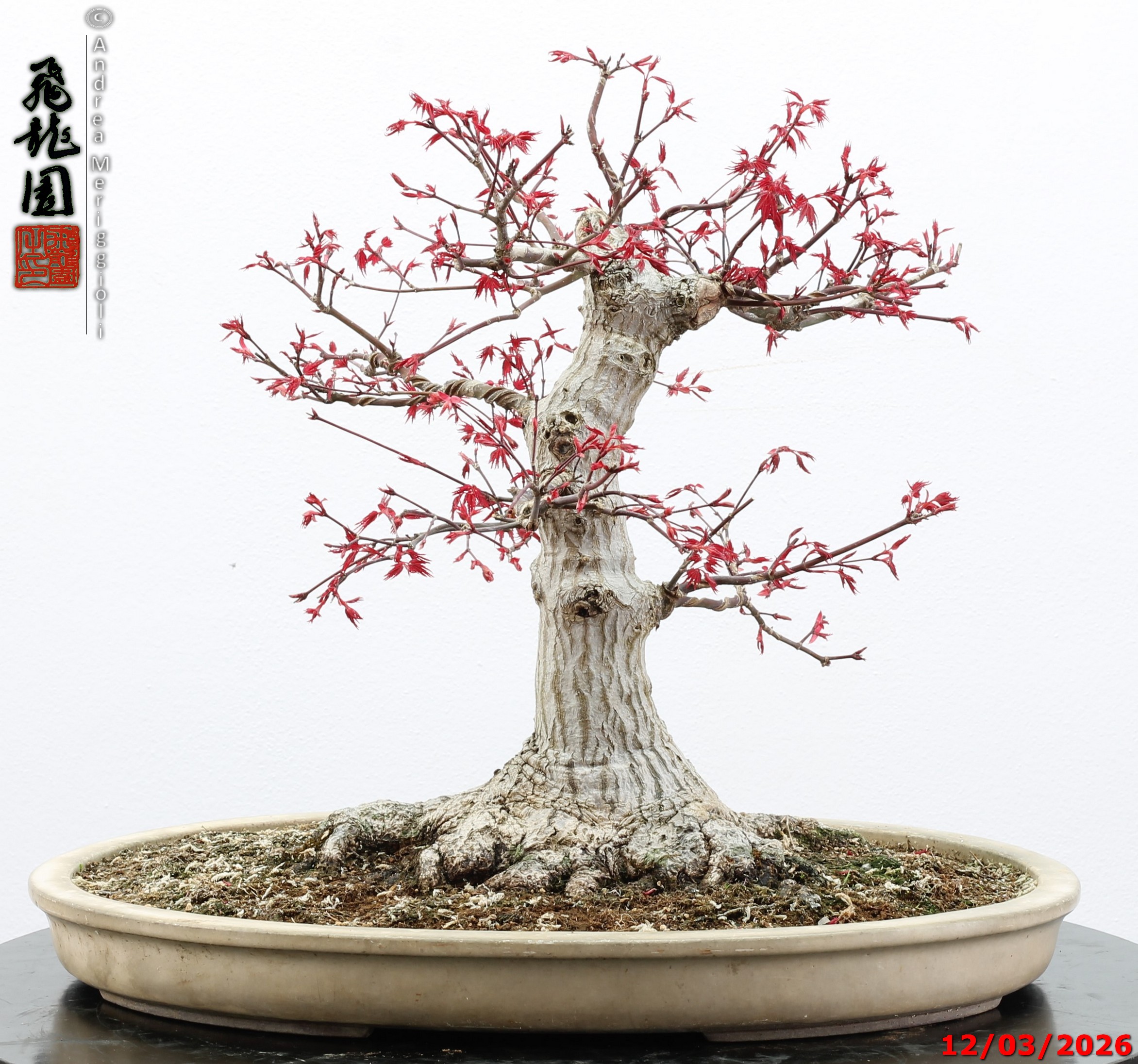 Acer palmatum deshojo - immagine 6