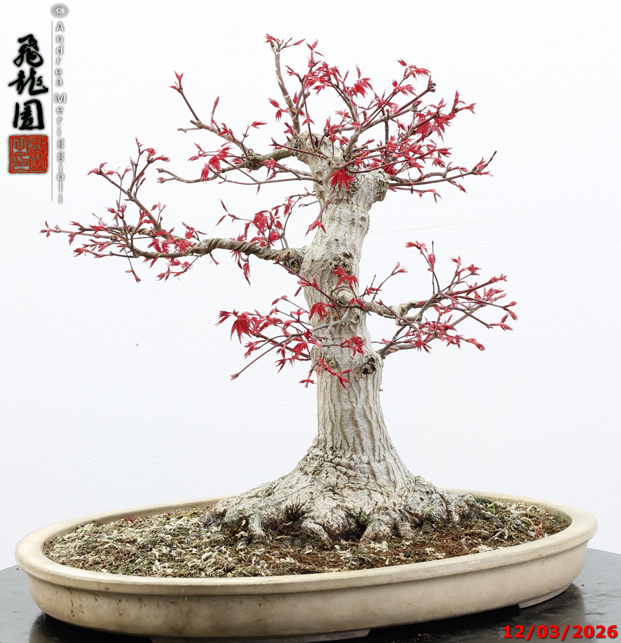 Acer palmatum deshojo - immagine 5