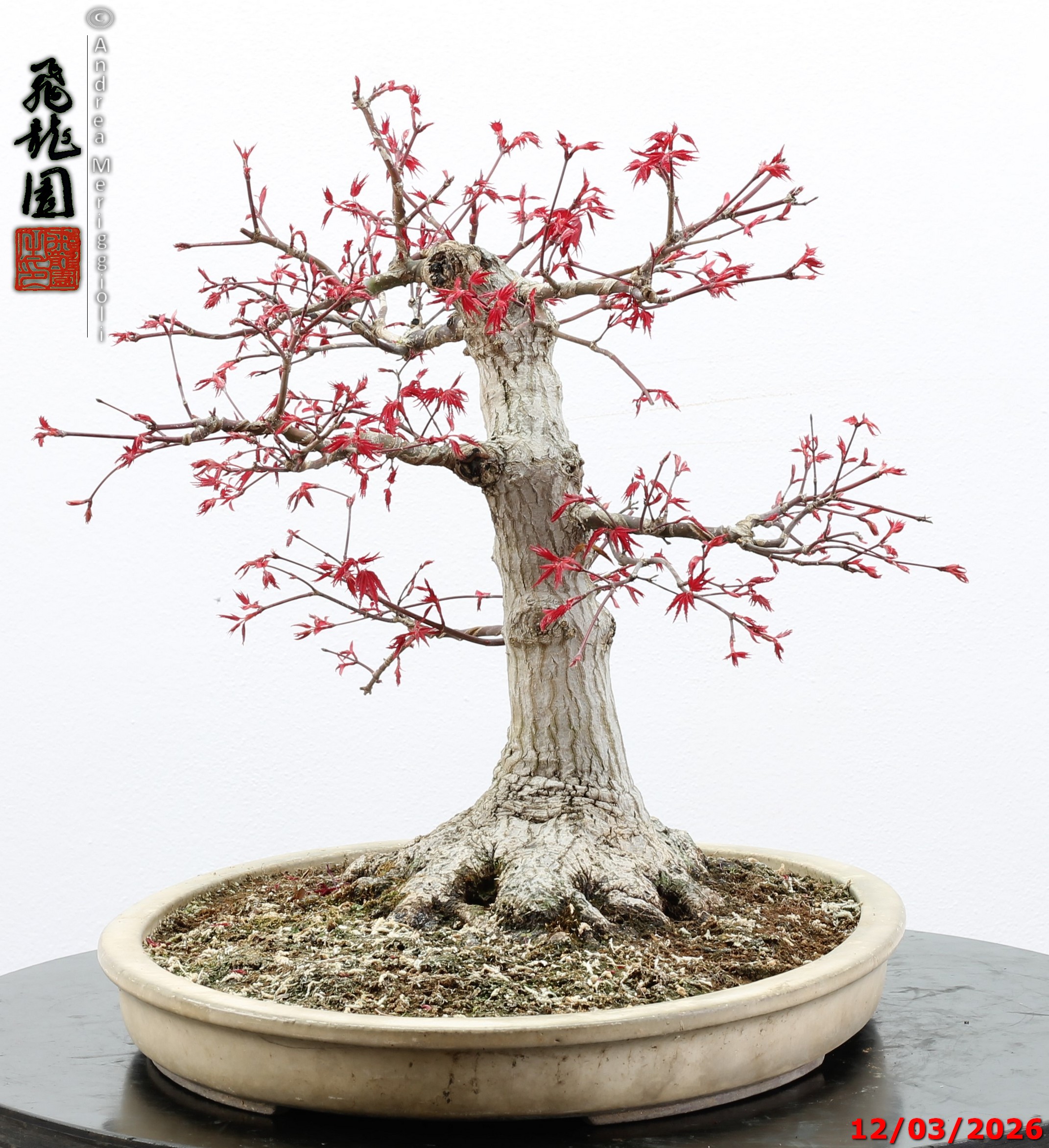 Acer palmatum deshojo - immagine 4