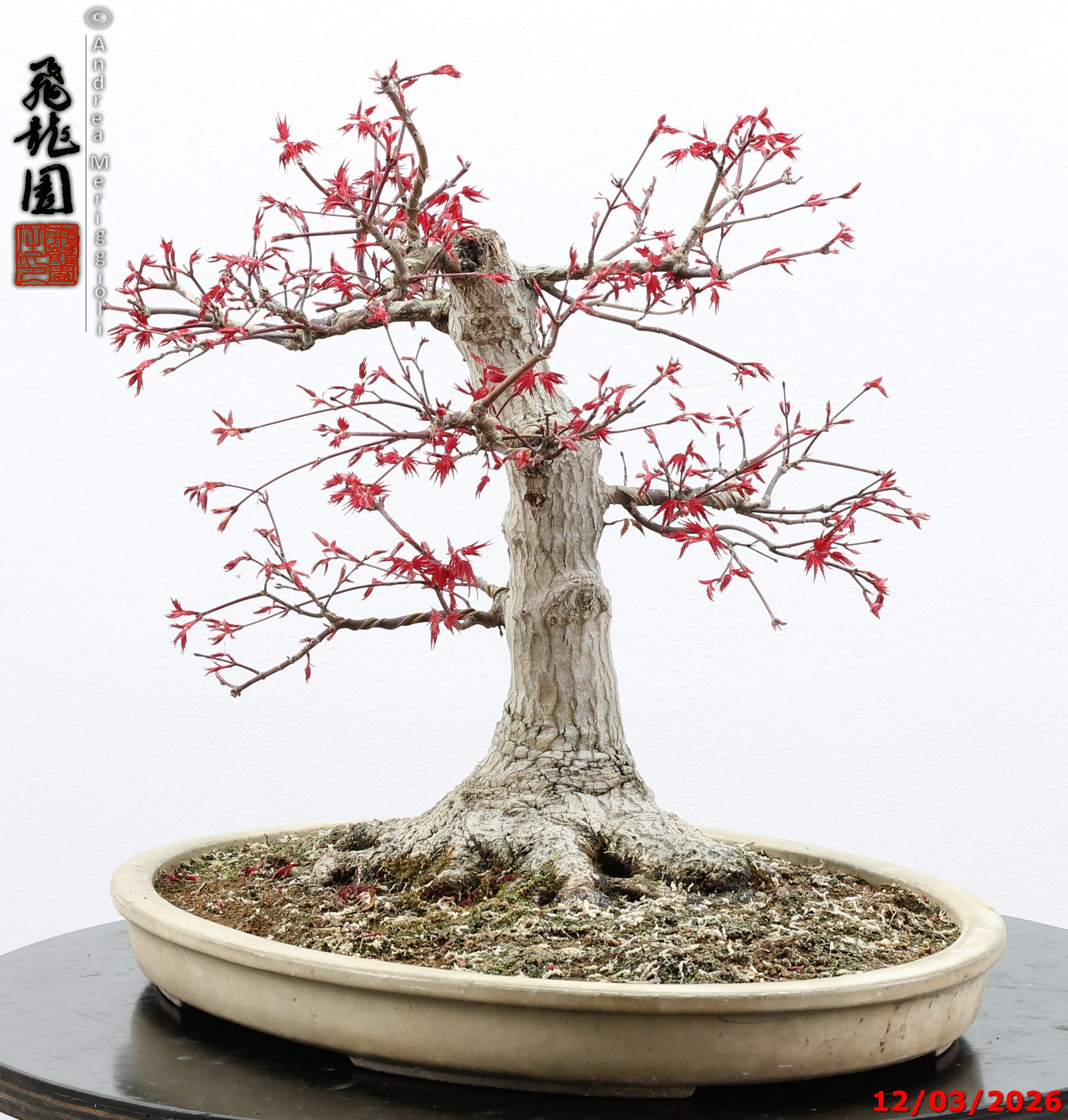 Acer palmatum deshojo - immagine 3