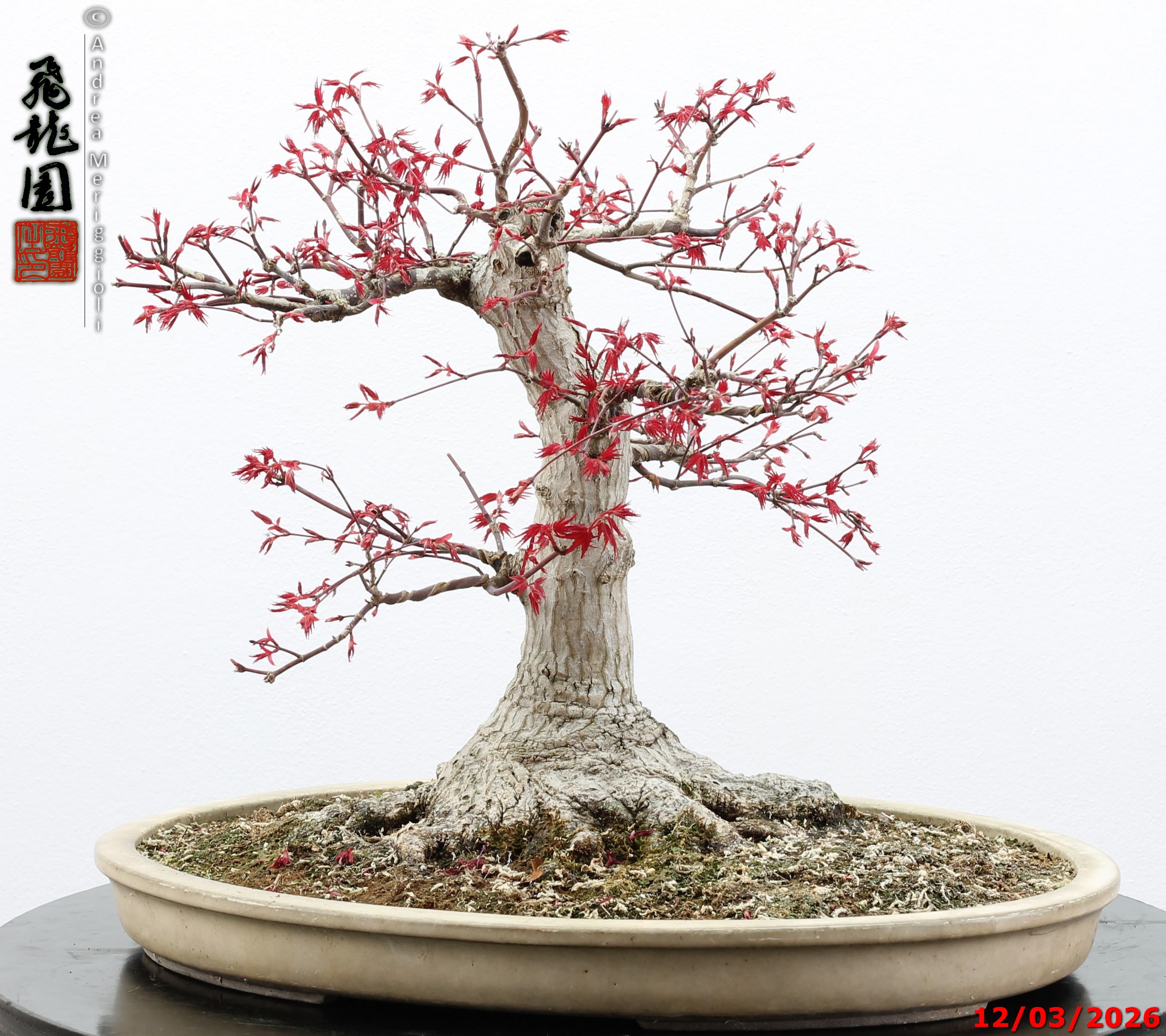 Acer palmatum deshojo - immagine 2