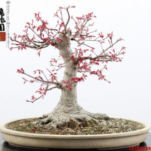 Acer palmatum deshojo
