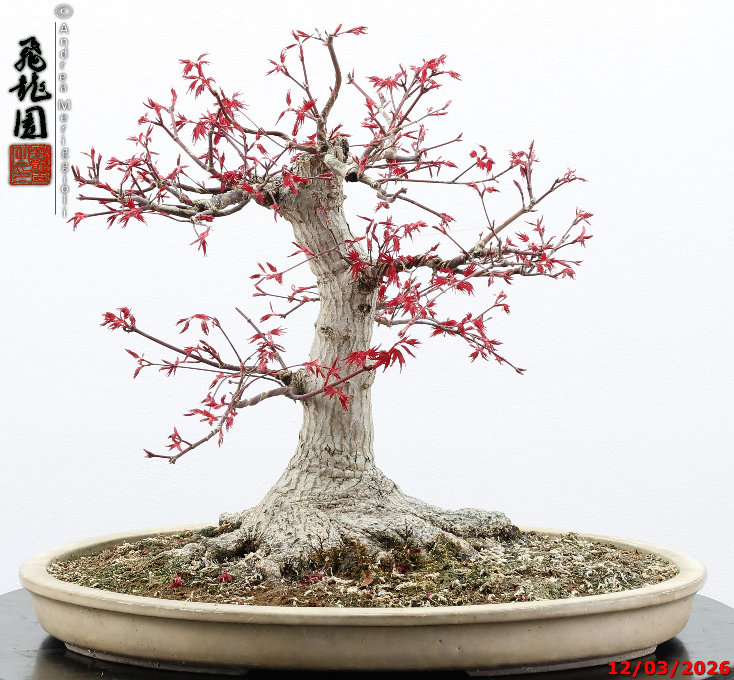 Acer palmatum deshojo