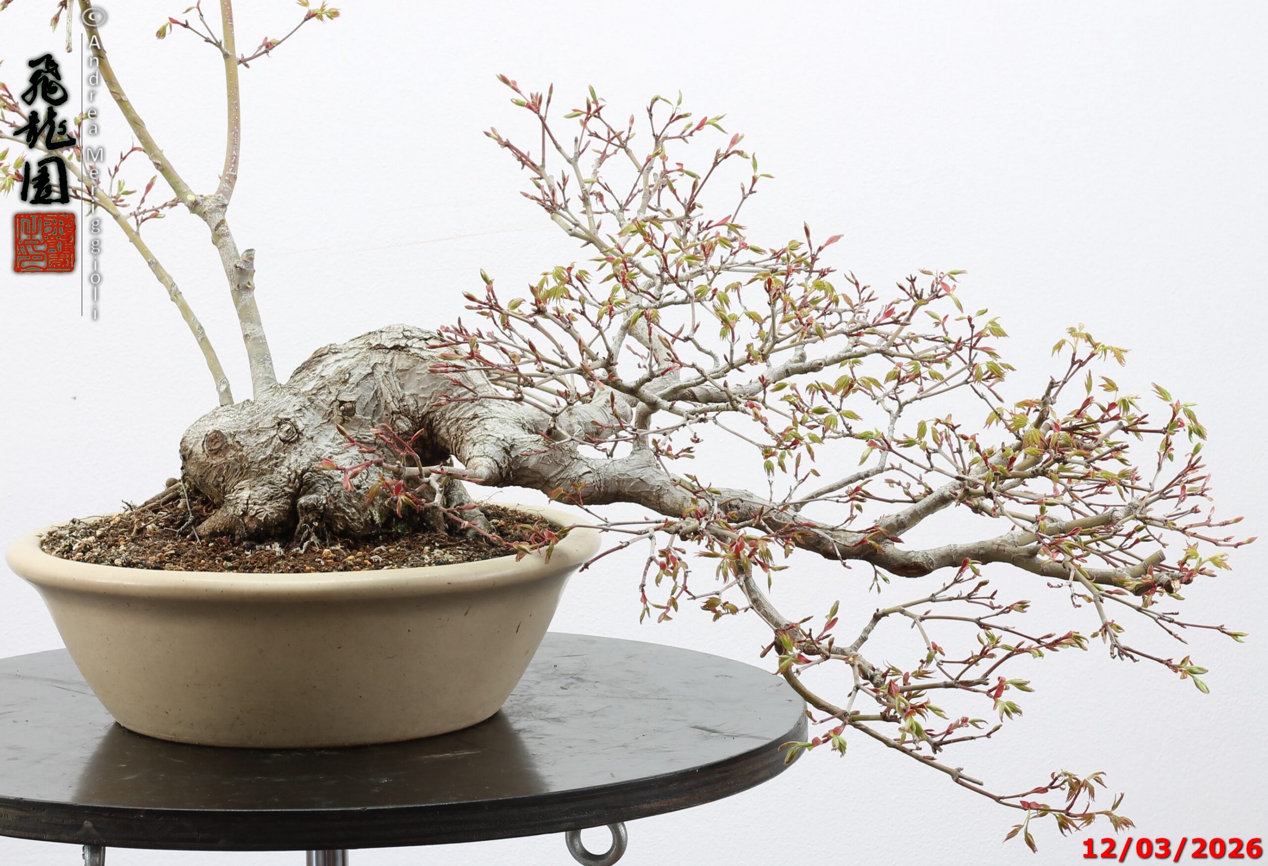 Acer palmatum - immagine 13