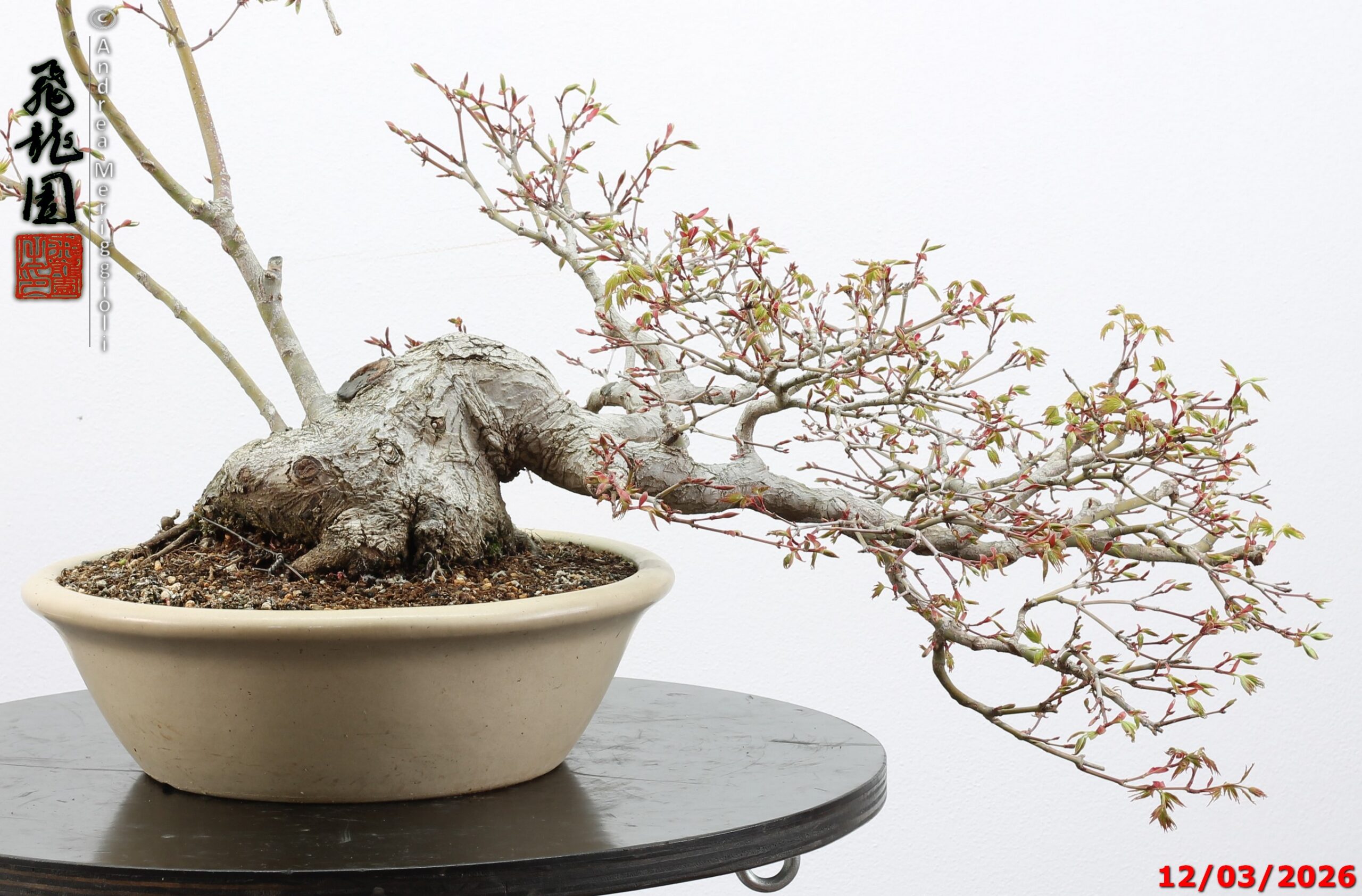Acer palmatum - immagine 12