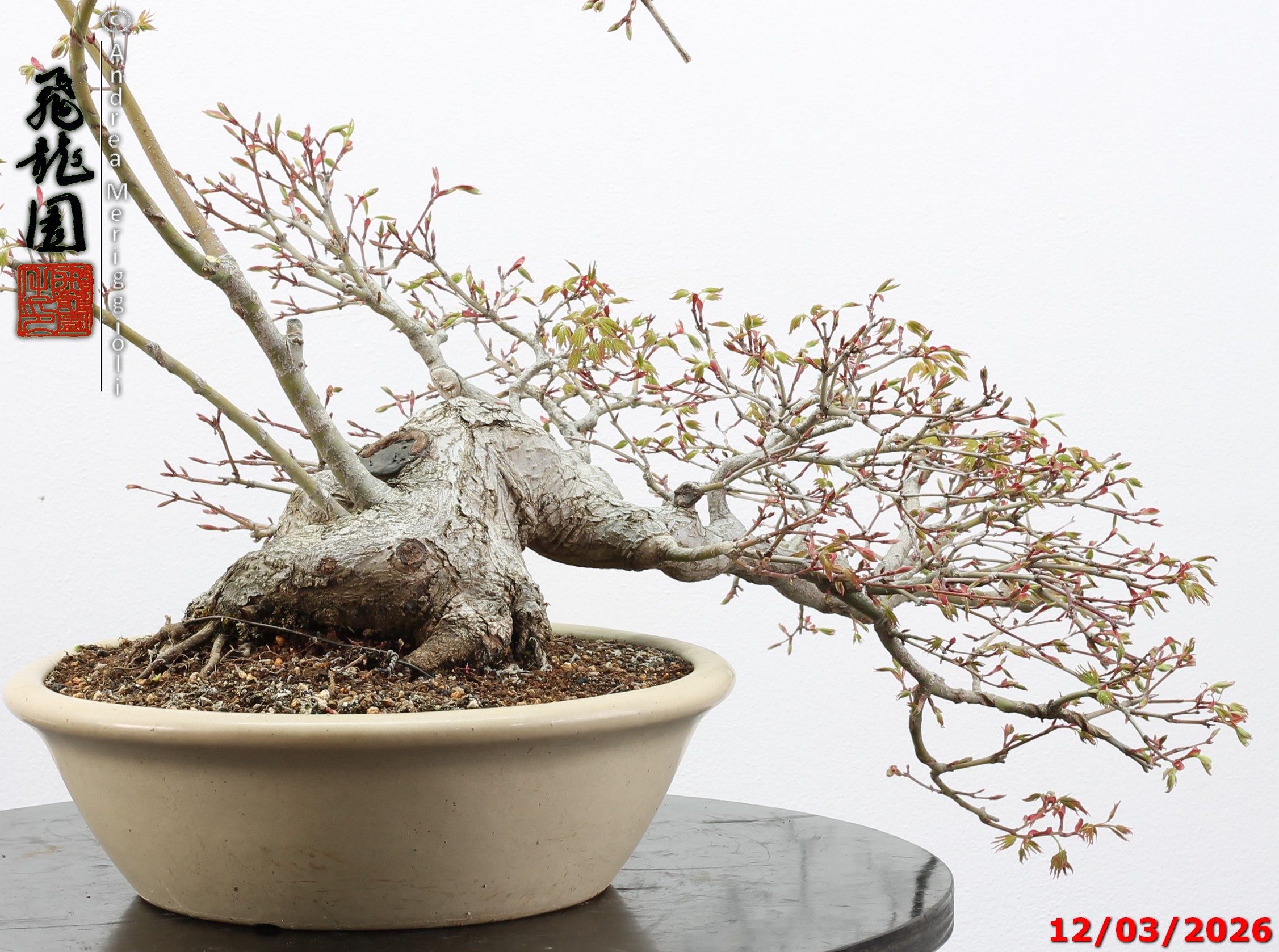 Acer palmatum - immagine 11