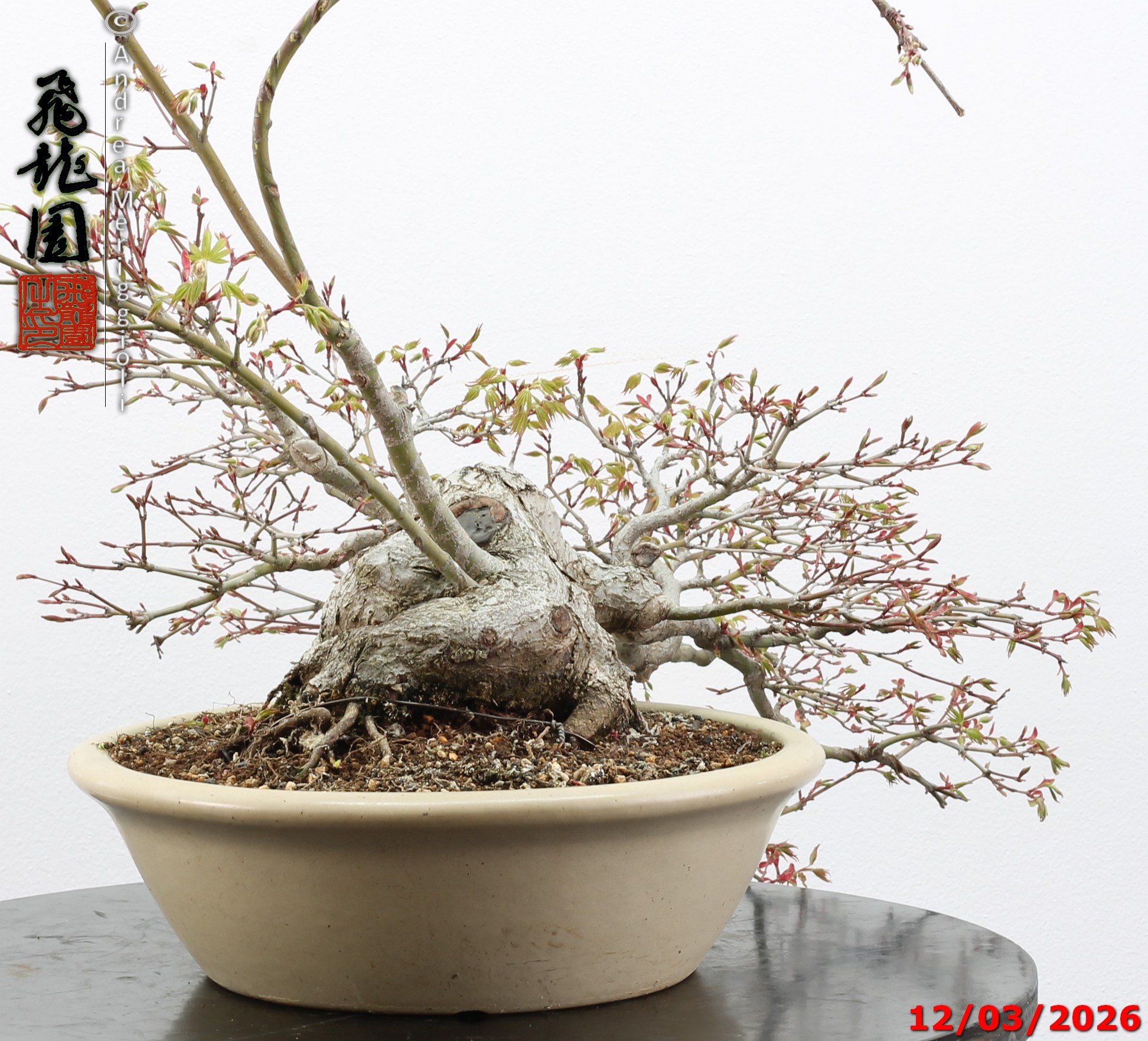 Acer palmatum - immagine 10