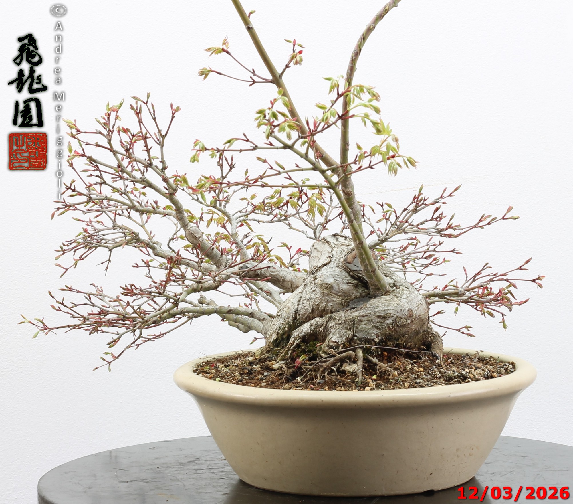 Acer palmatum - immagine 9