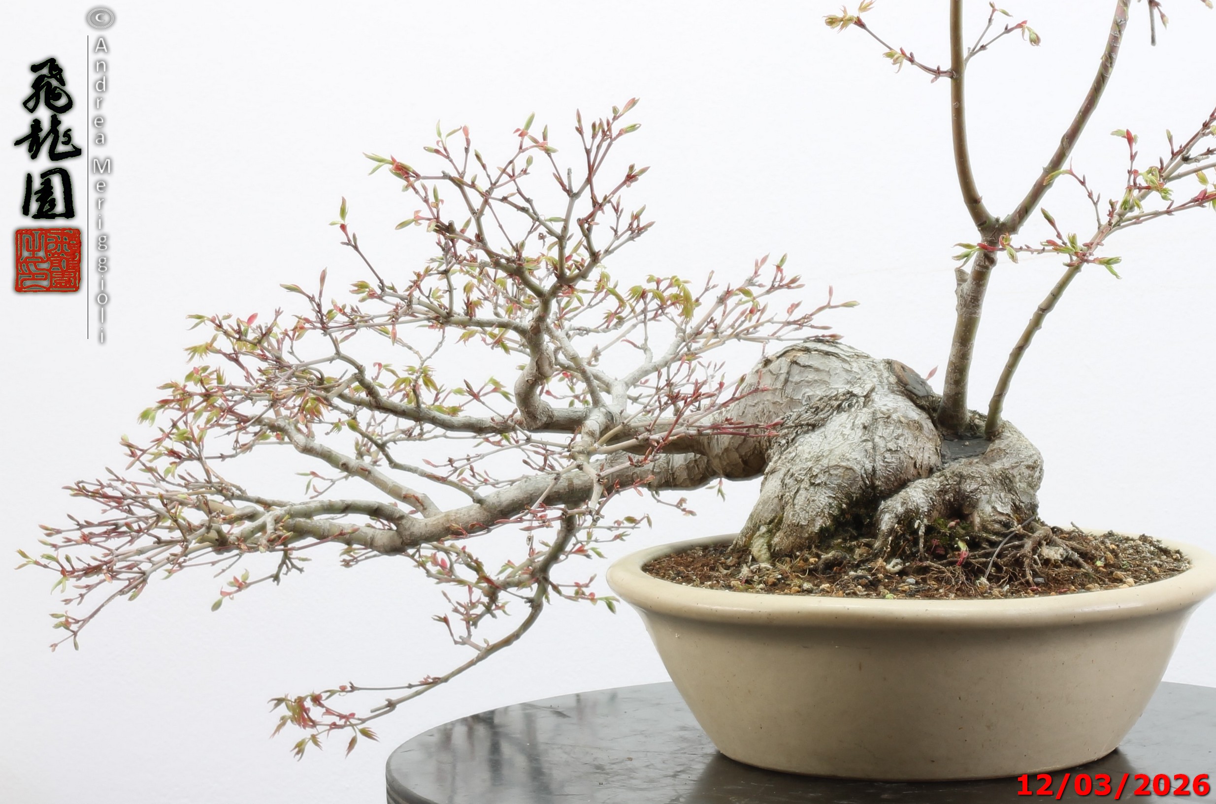 Acer palmatum - immagine 8