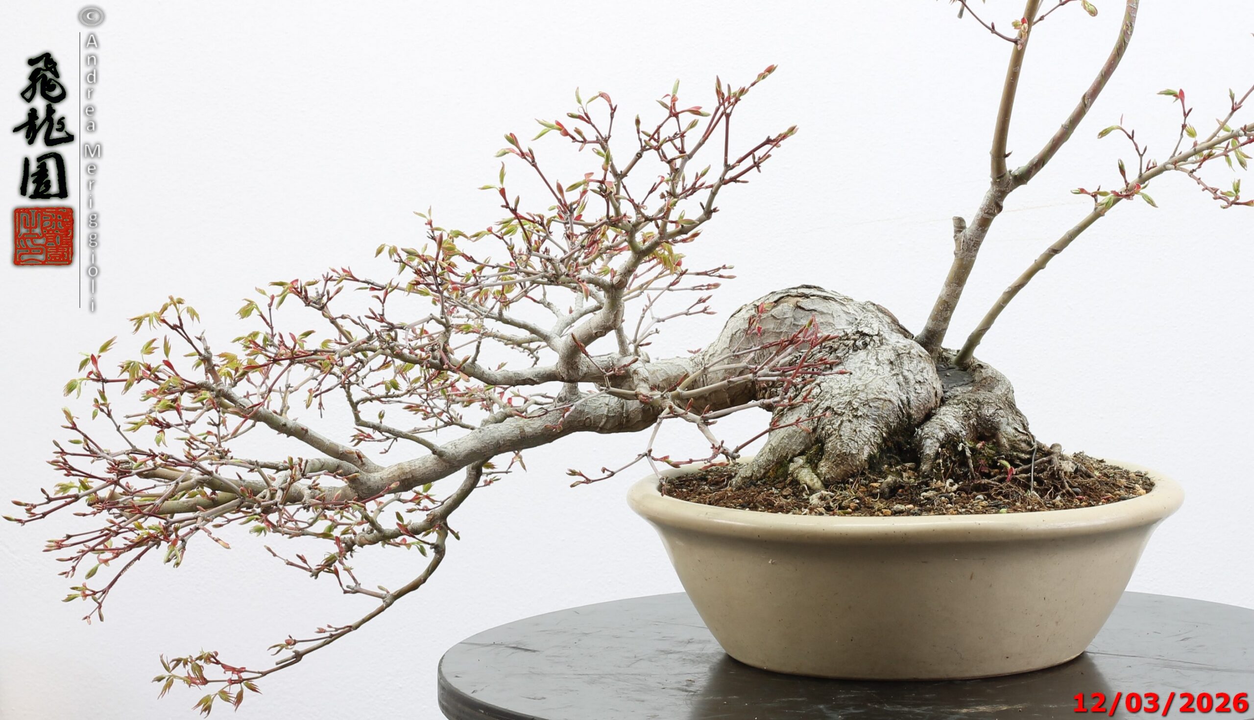 Acer palmatum - immagine 7