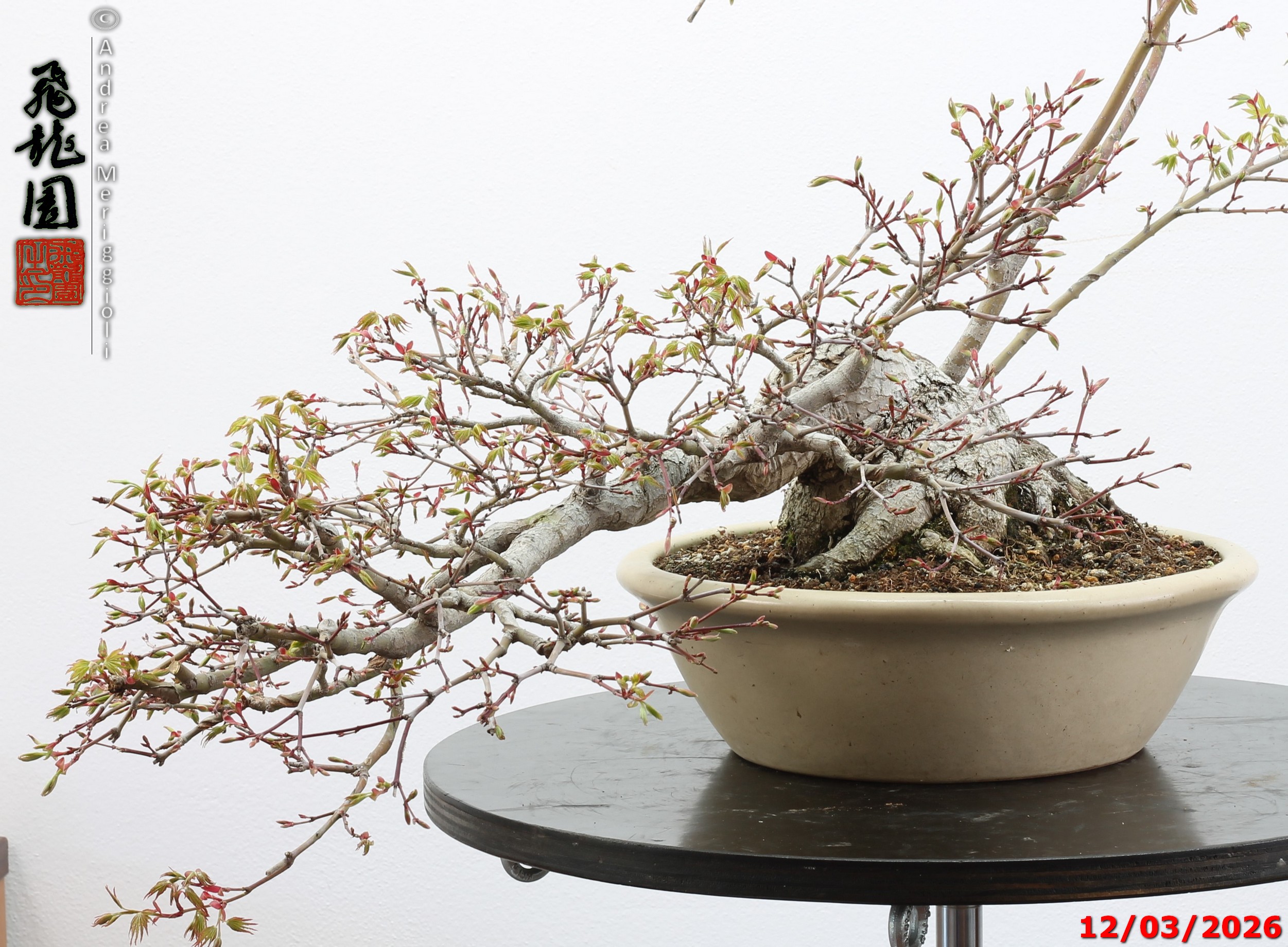 Acer palmatum - immagine 6