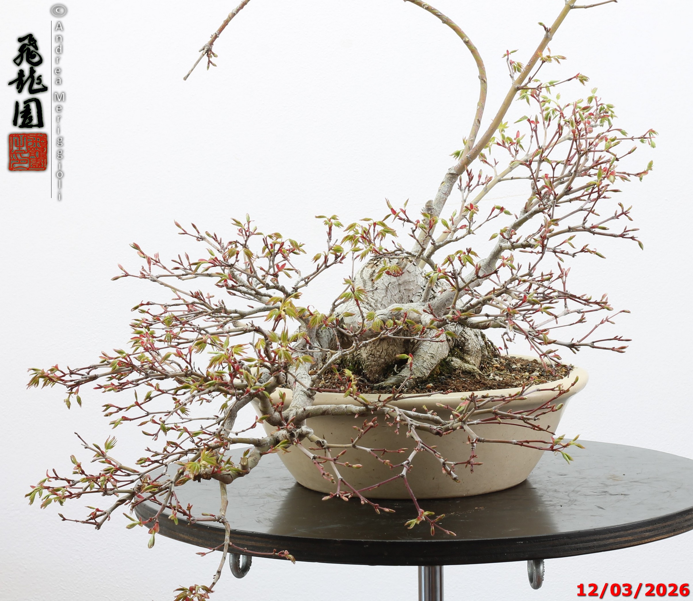 Acer palmatum - immagine 5