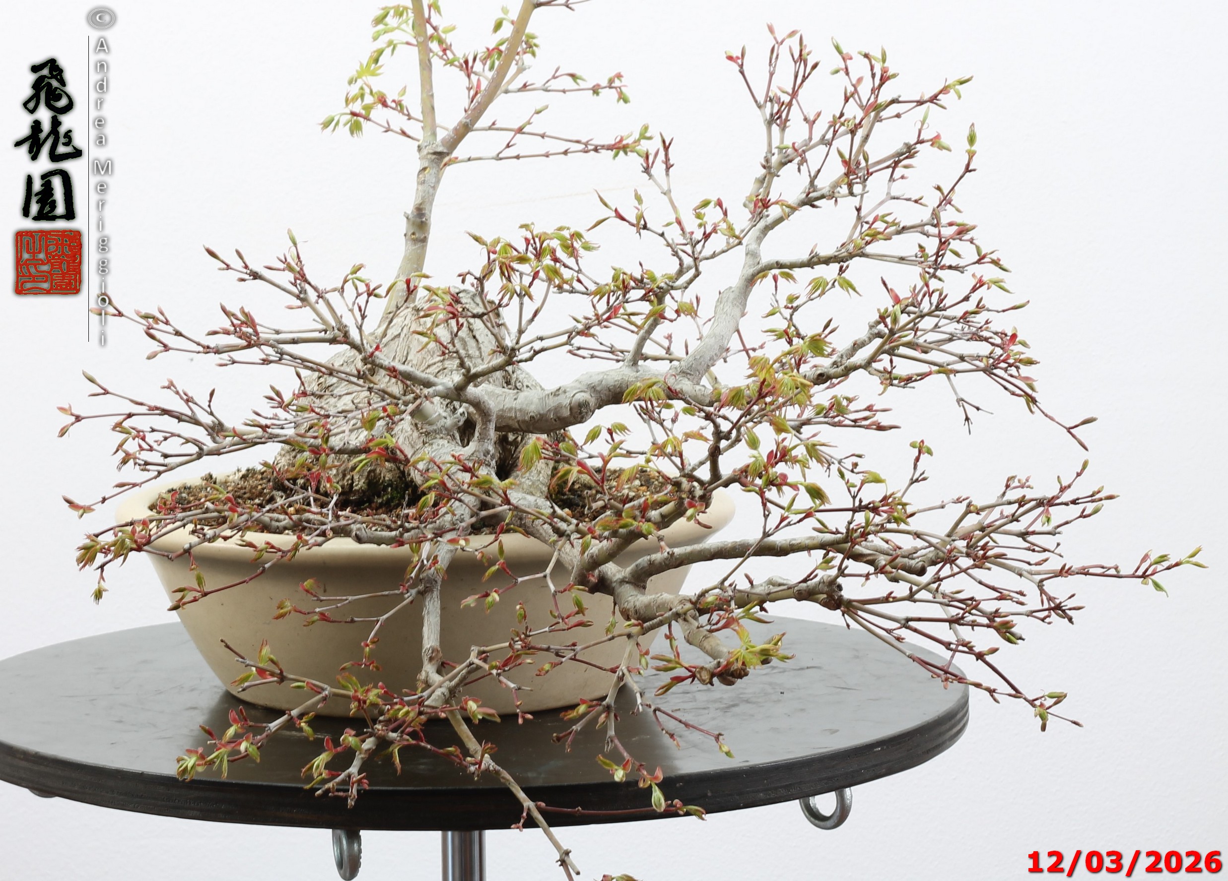 Acer palmatum - immagine 4