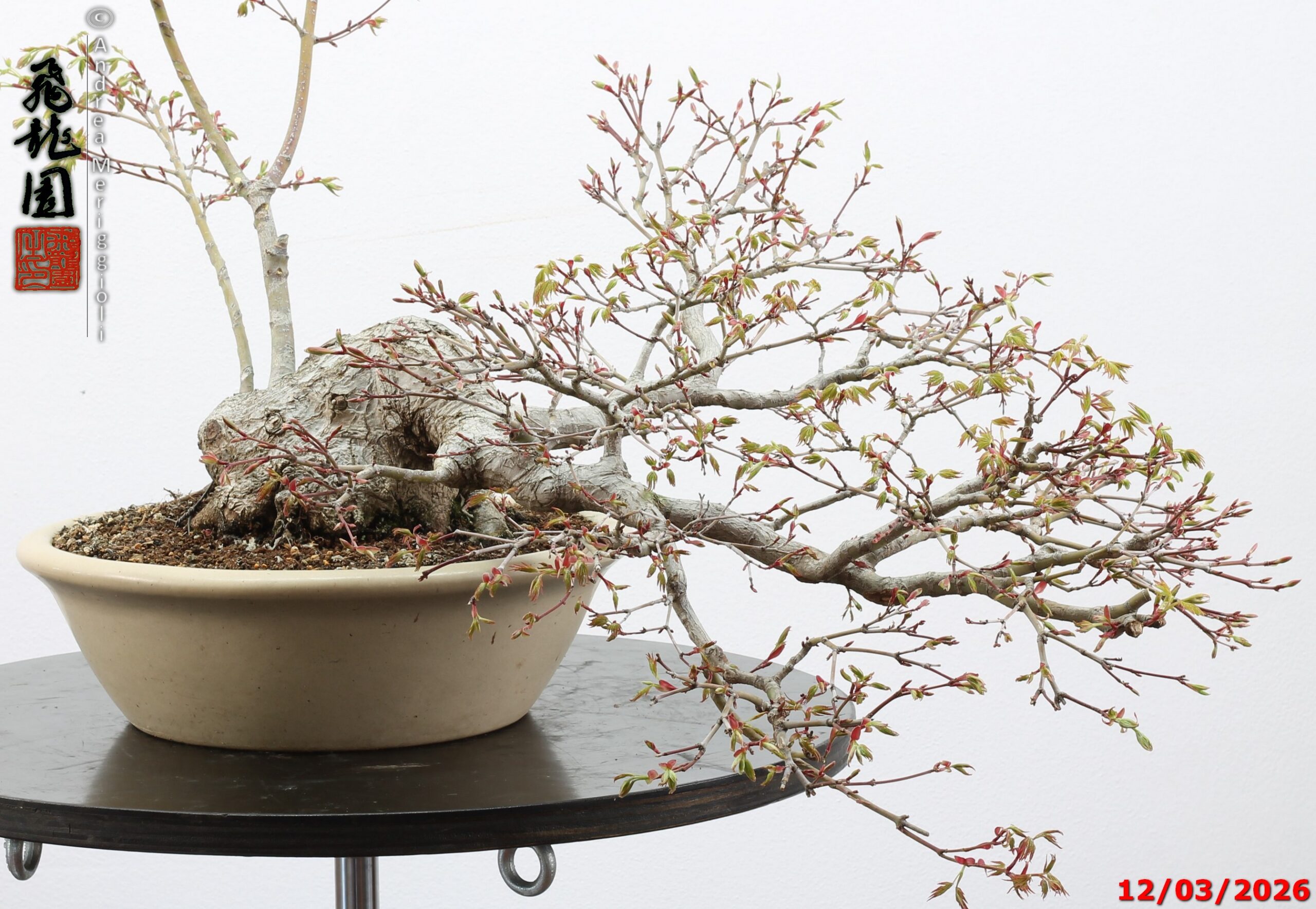 Acer palmatum - immagine 3