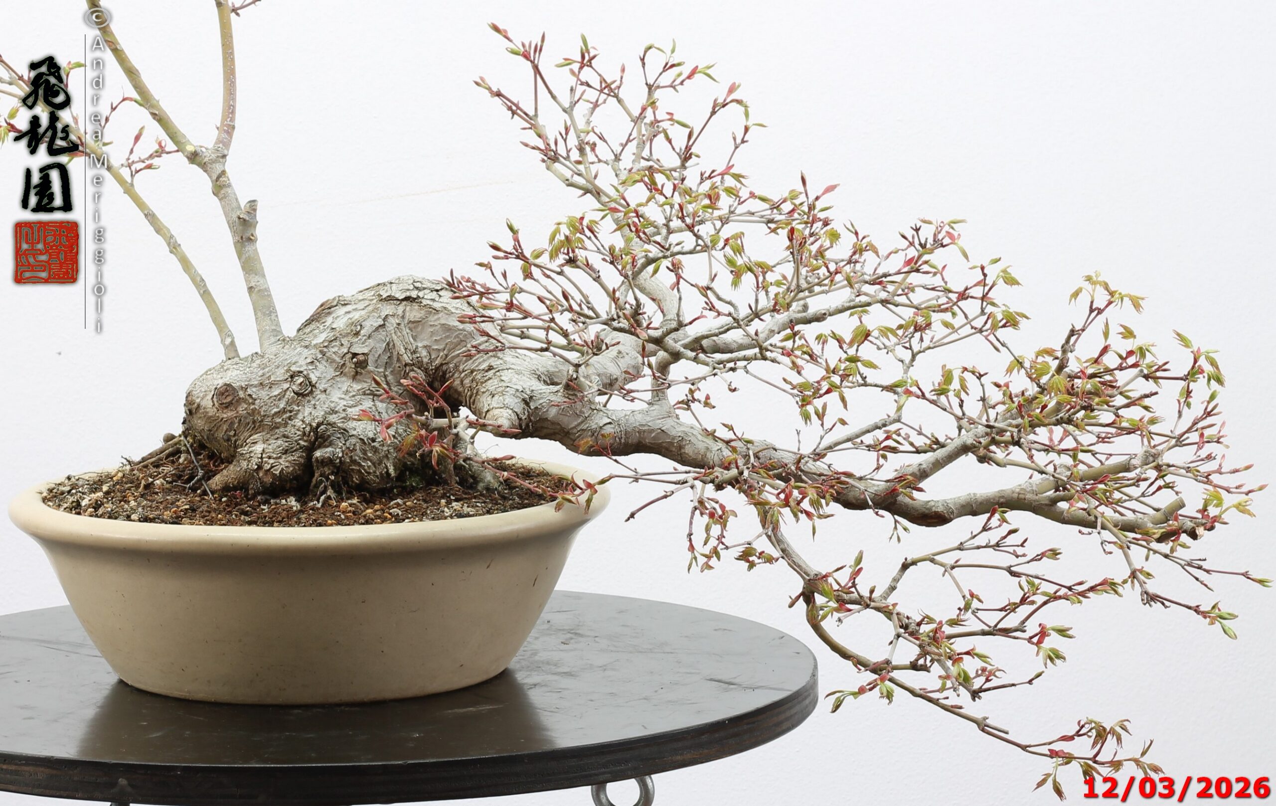 Acer palmatum - immagine 2