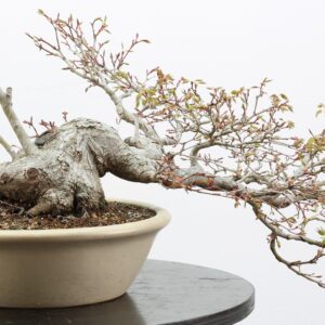 Acer palmatum