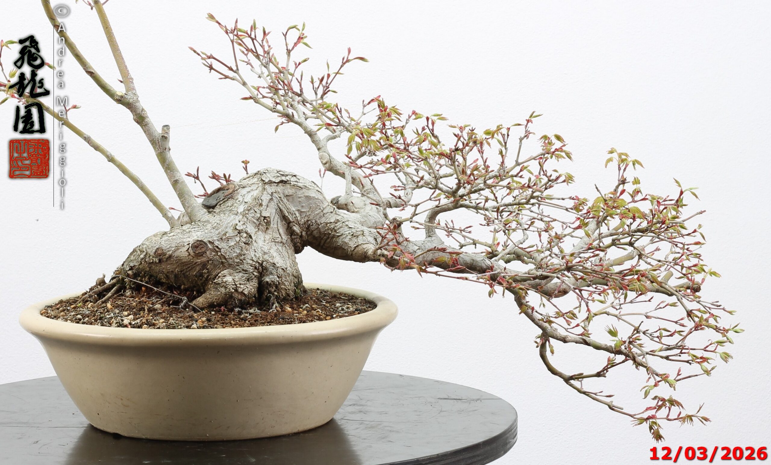Acer palmatum