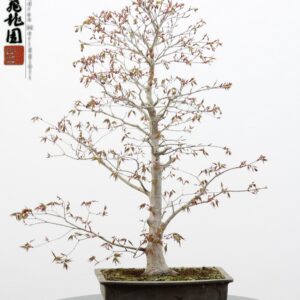Acer palmatum
