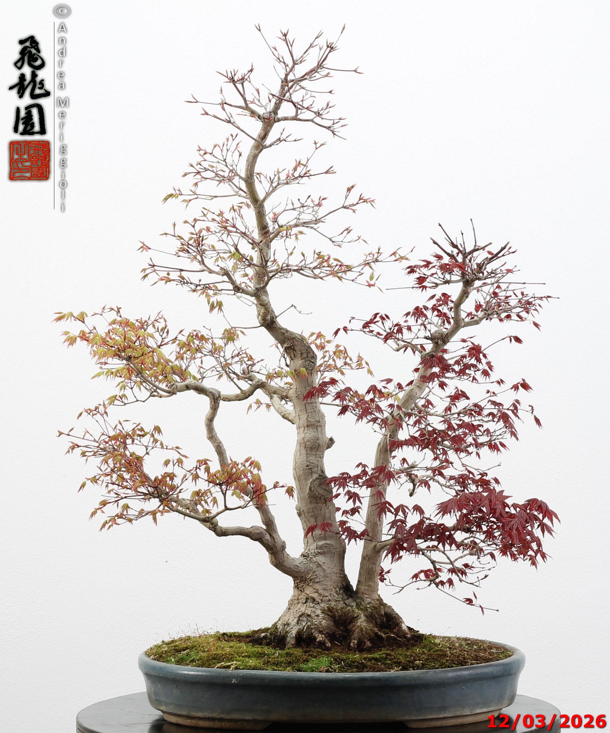 Acer palmatum (one trunk deshojo) - immagine 12
