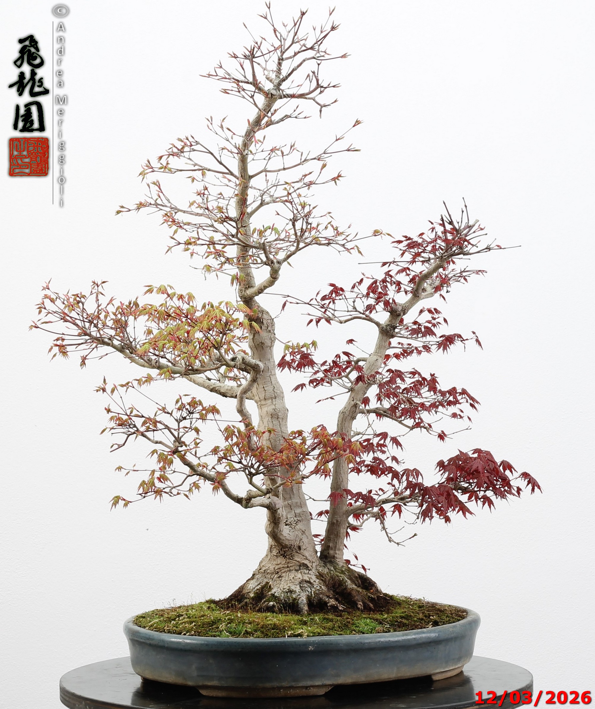 Acer palmatum (one trunk deshojo) - immagine 11