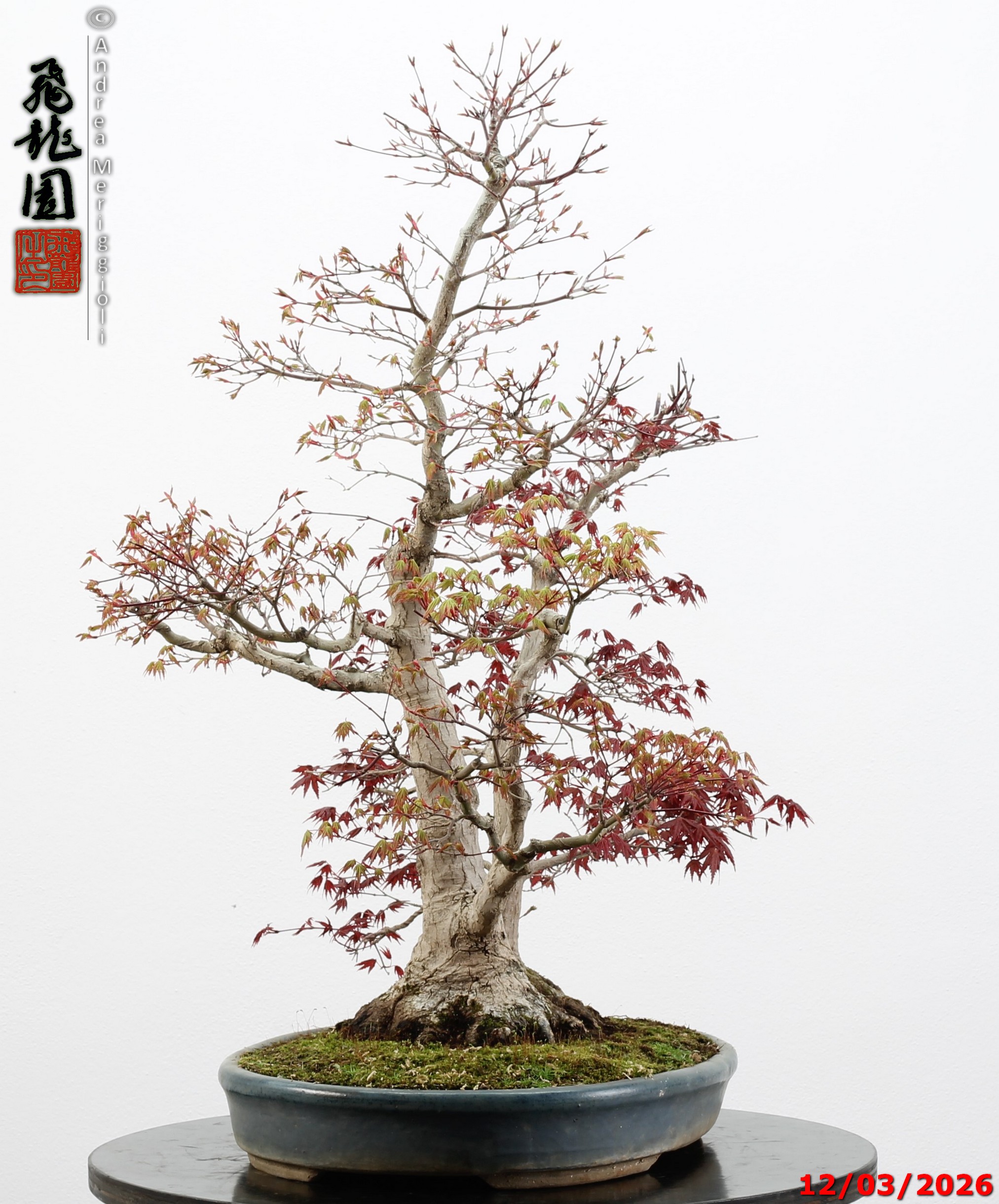 Acer palmatum (one trunk deshojo) - immagine 10