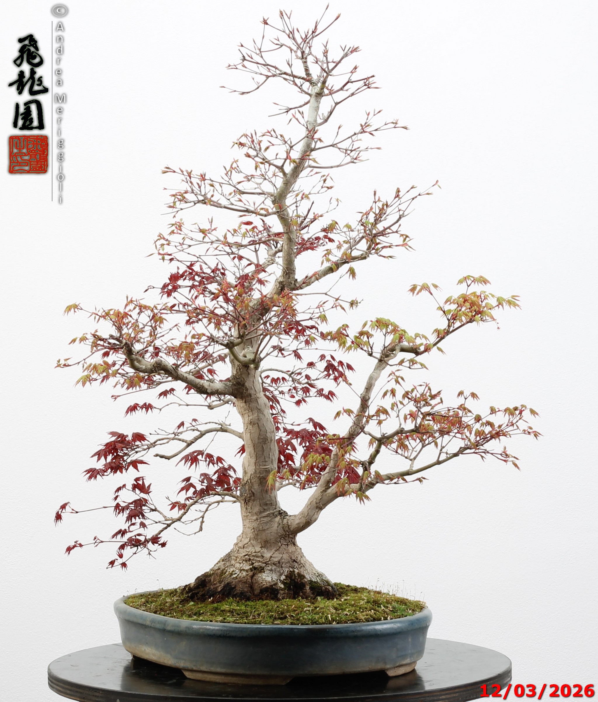 Acer palmatum (one trunk deshojo) - immagine 9