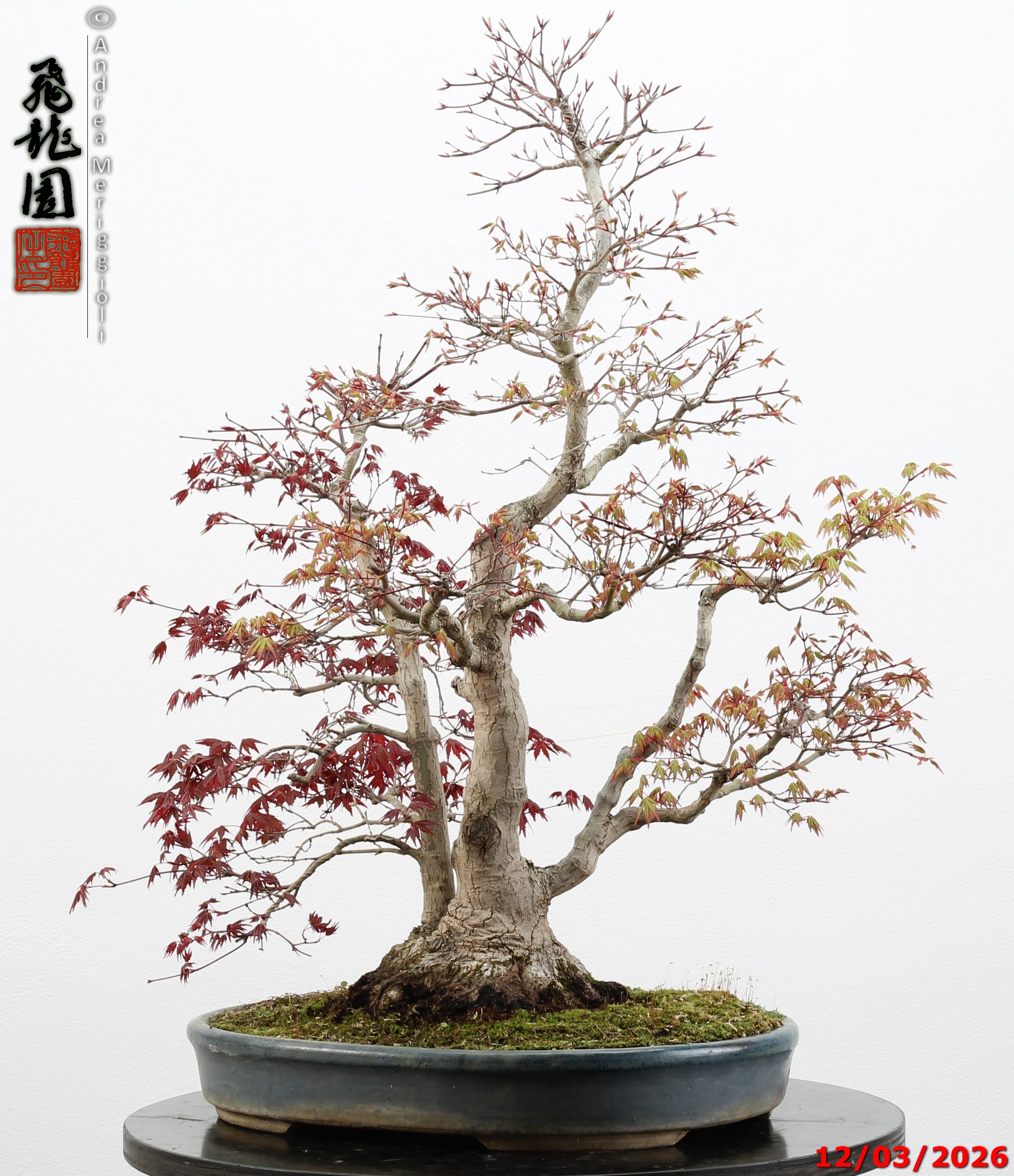 Acer palmatum (one trunk deshojo) - immagine 8