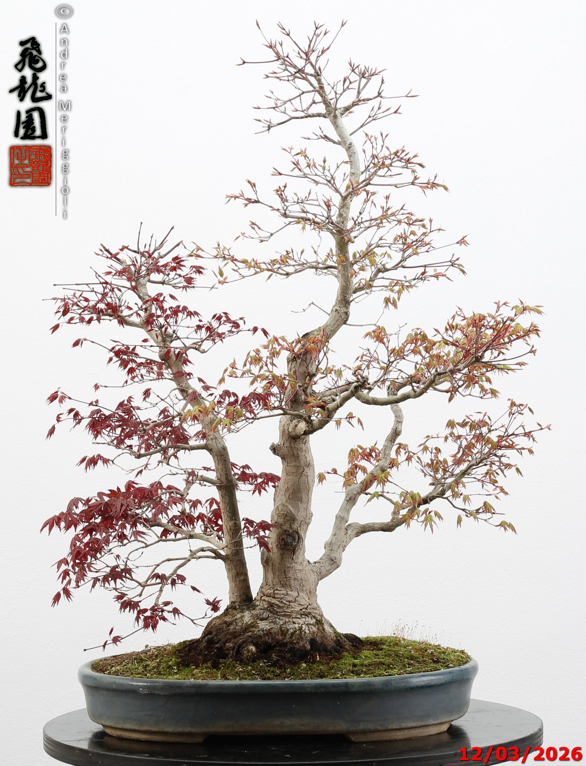 Acer palmatum (one trunk deshojo) - immagine 7