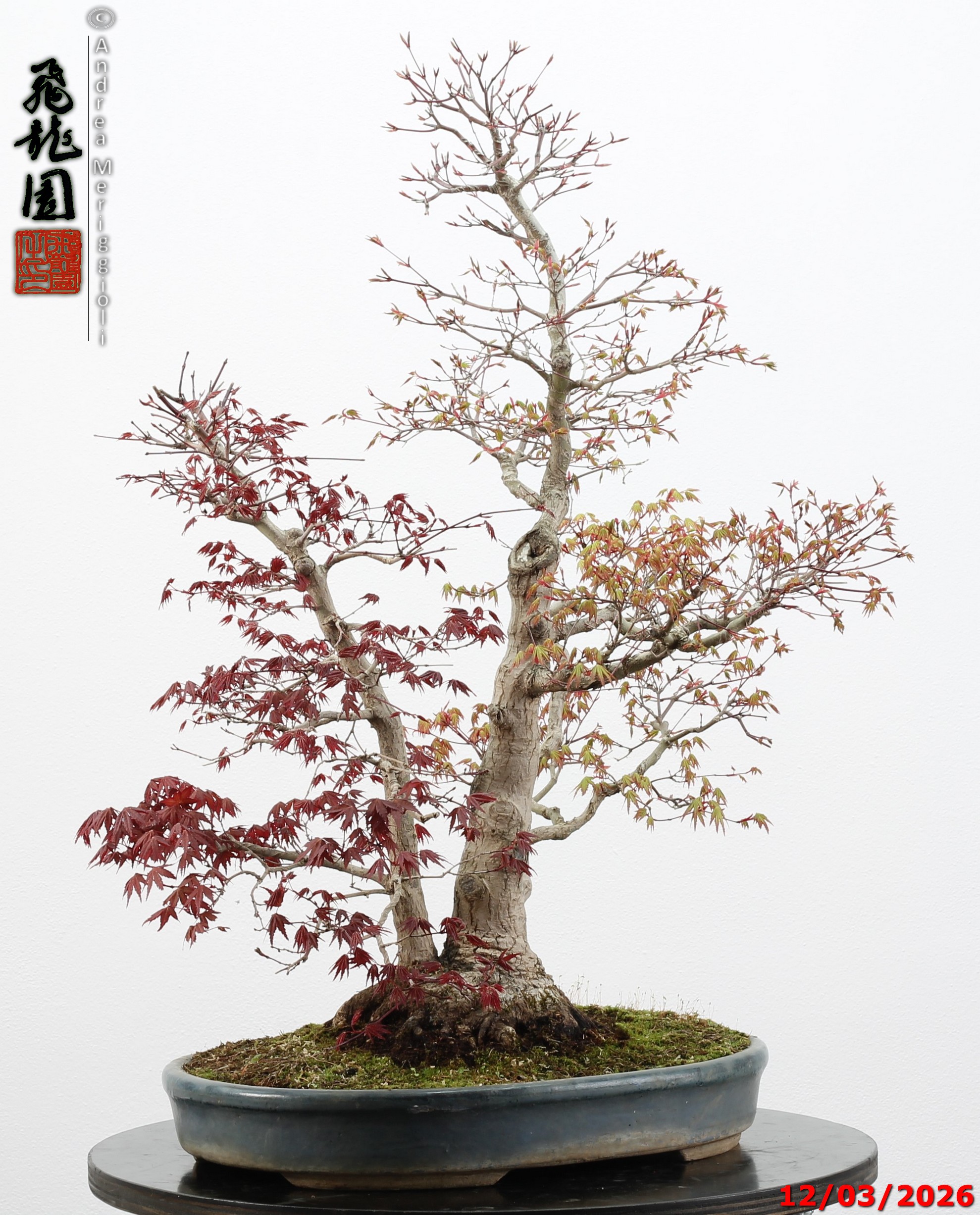 Acer palmatum (one trunk deshojo) - immagine 6