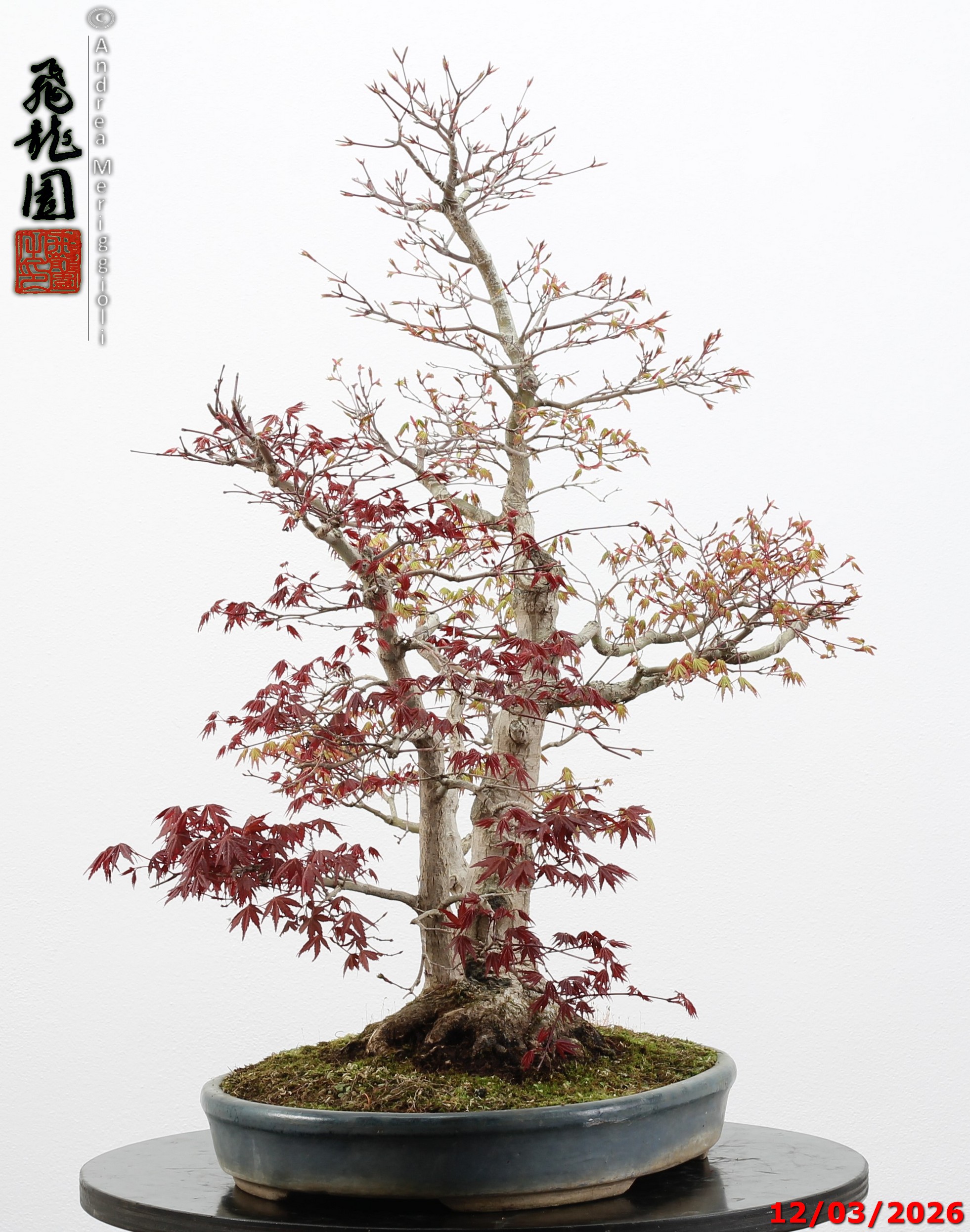 Acer palmatum (one trunk deshojo) - immagine 5