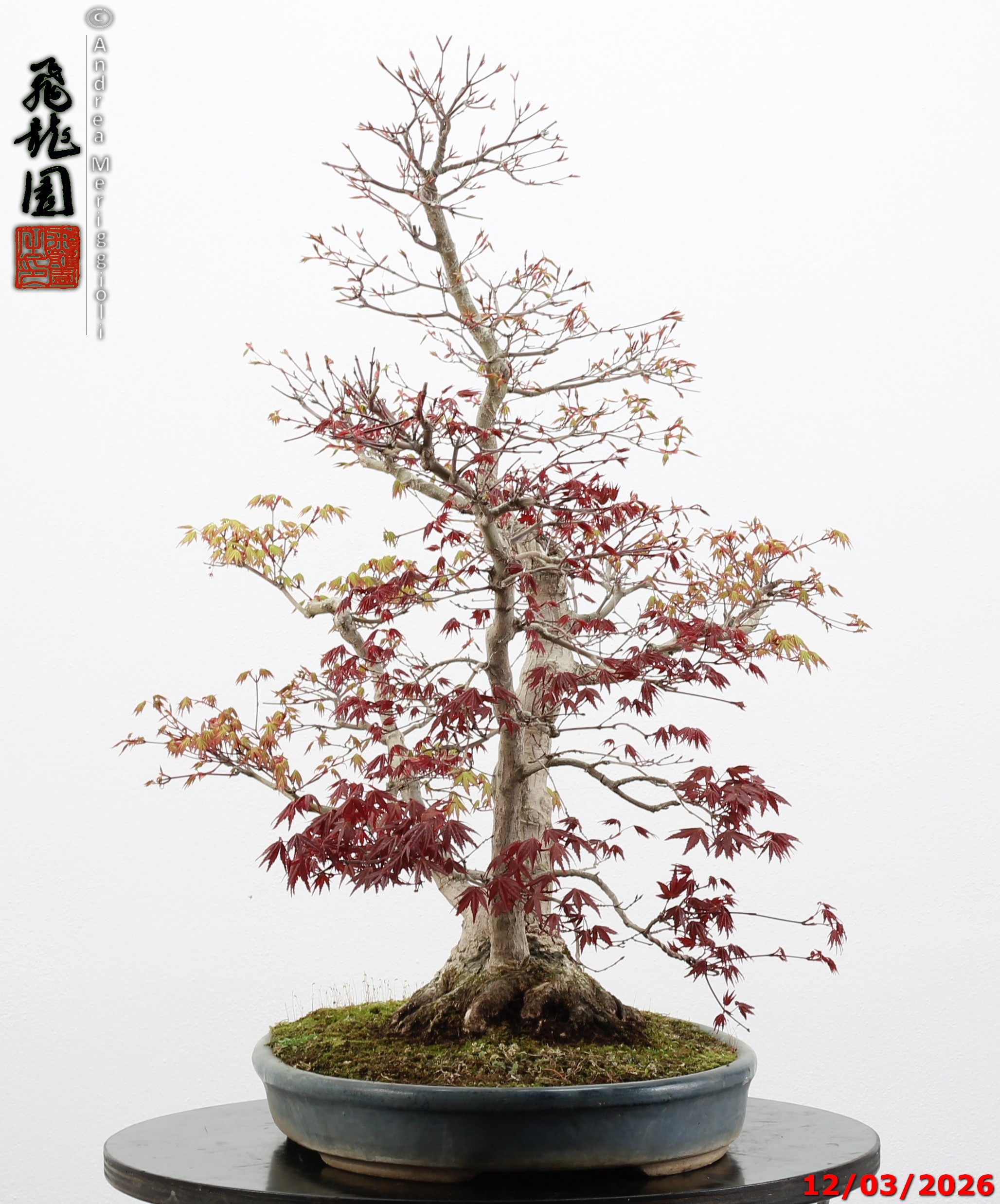 Acer palmatum (one trunk deshojo) - immagine 4