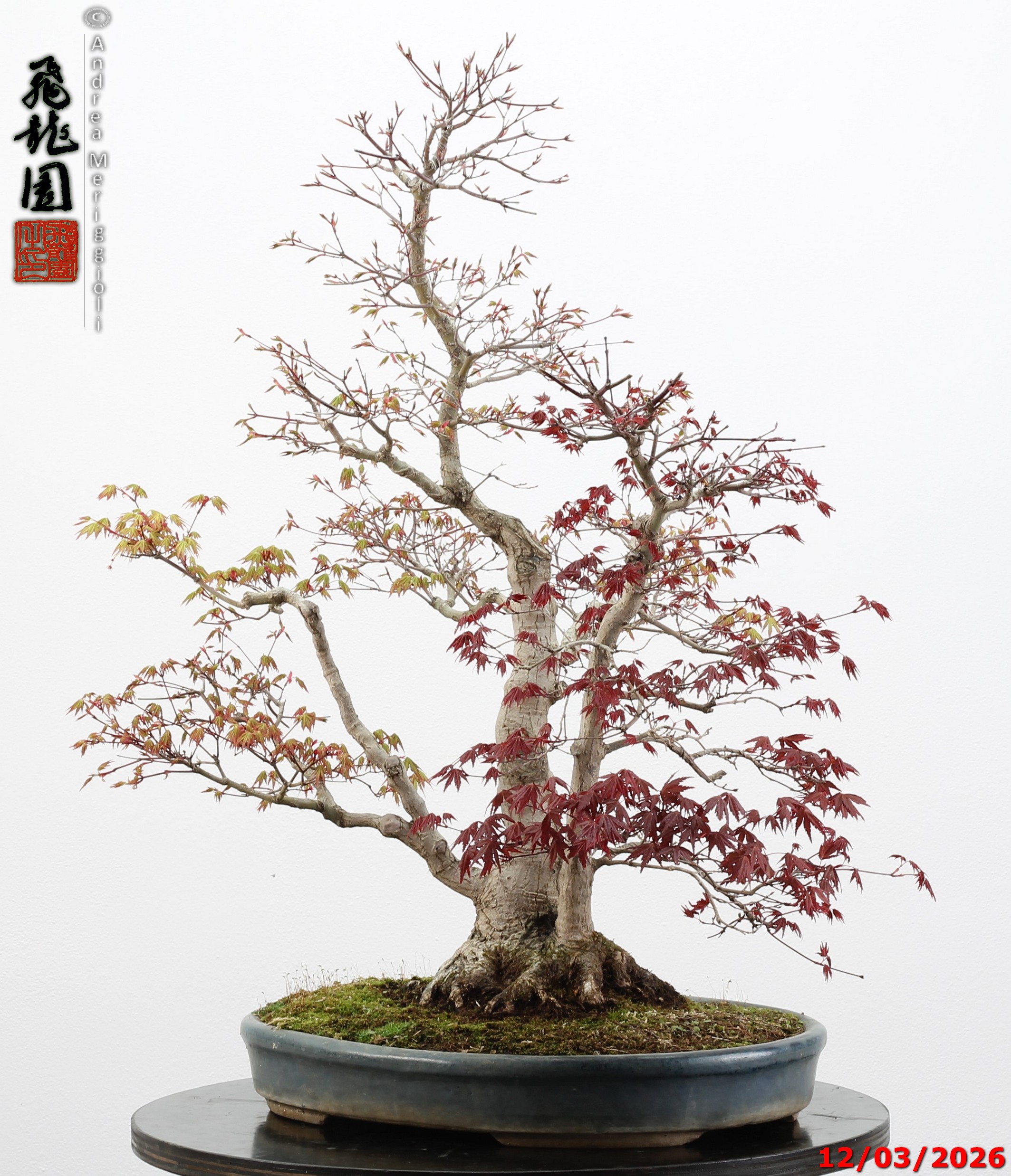 Acer palmatum (one trunk deshojo) - immagine 3