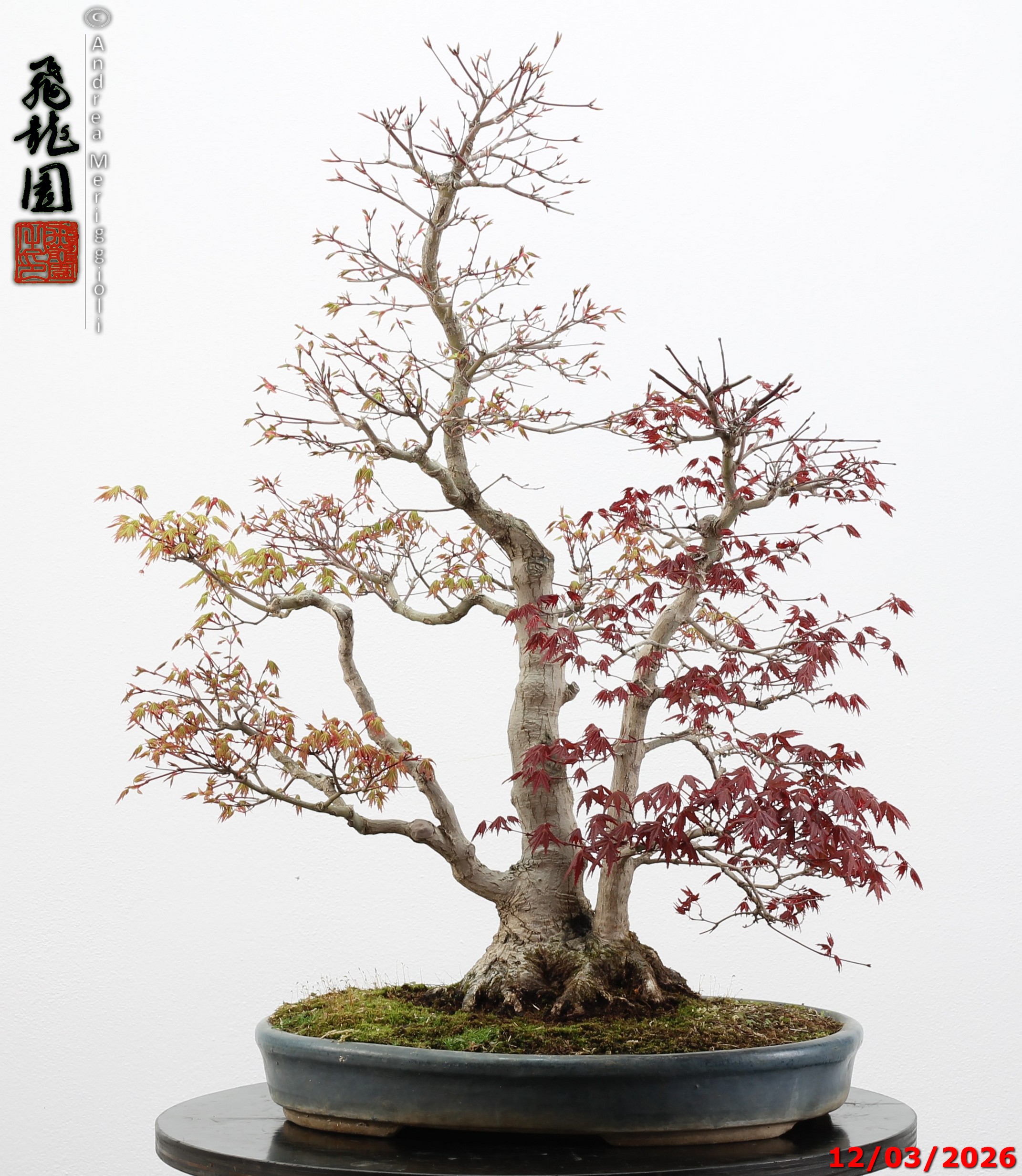 Acer palmatum (one trunk deshojo) - immagine 2