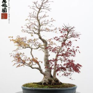 Acer palmatum (one trunk deshojo)